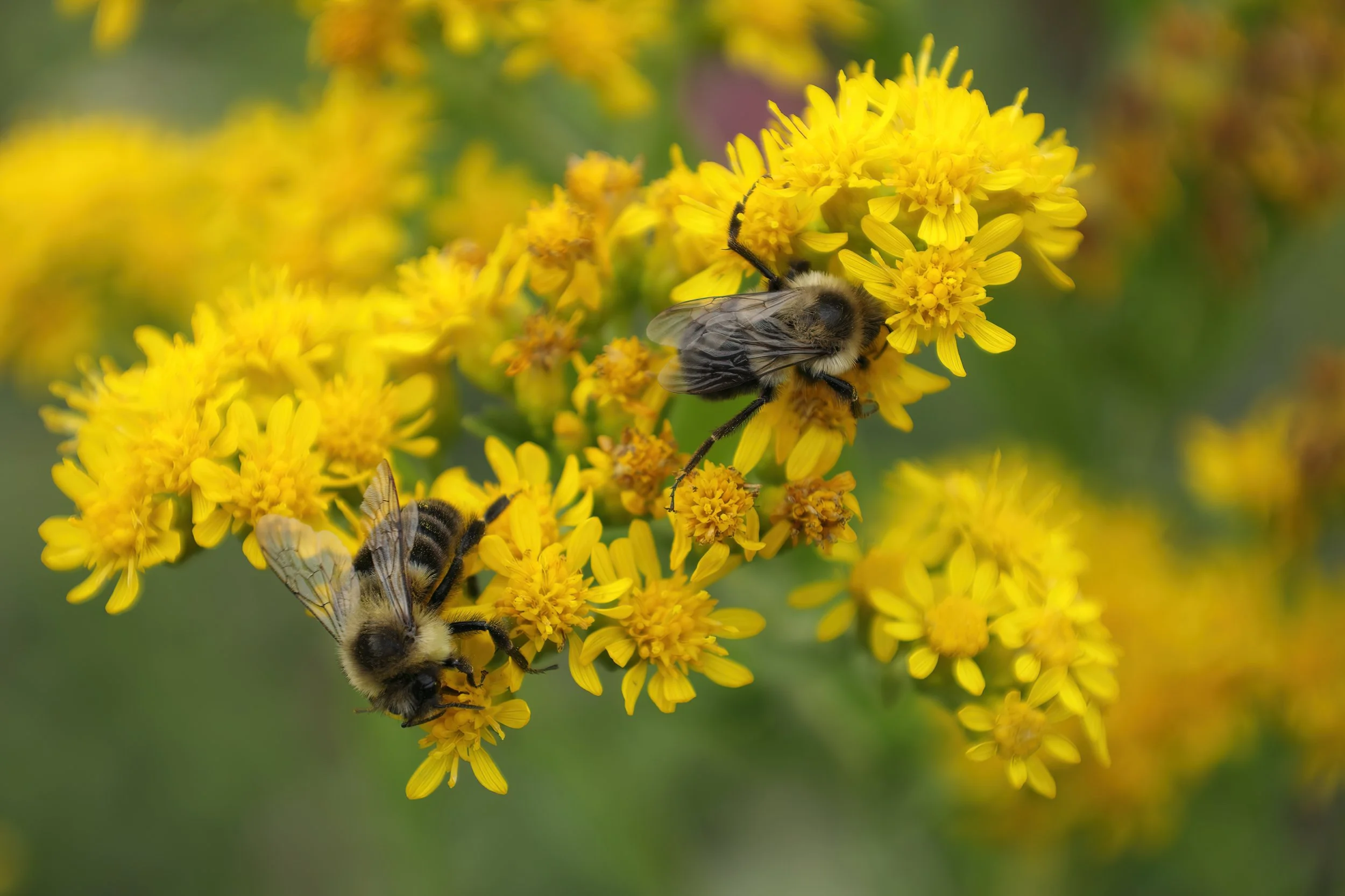 Solidago_rigida_JRVdH_02.jpg