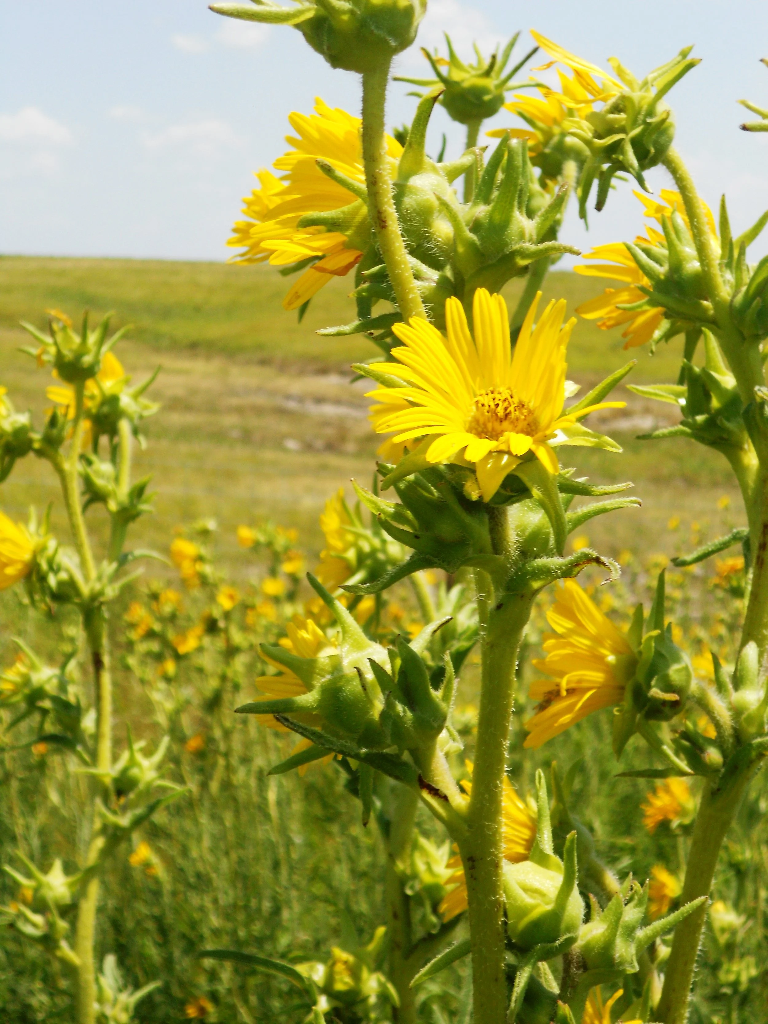 Compass Plant (Silphium laciniatum)