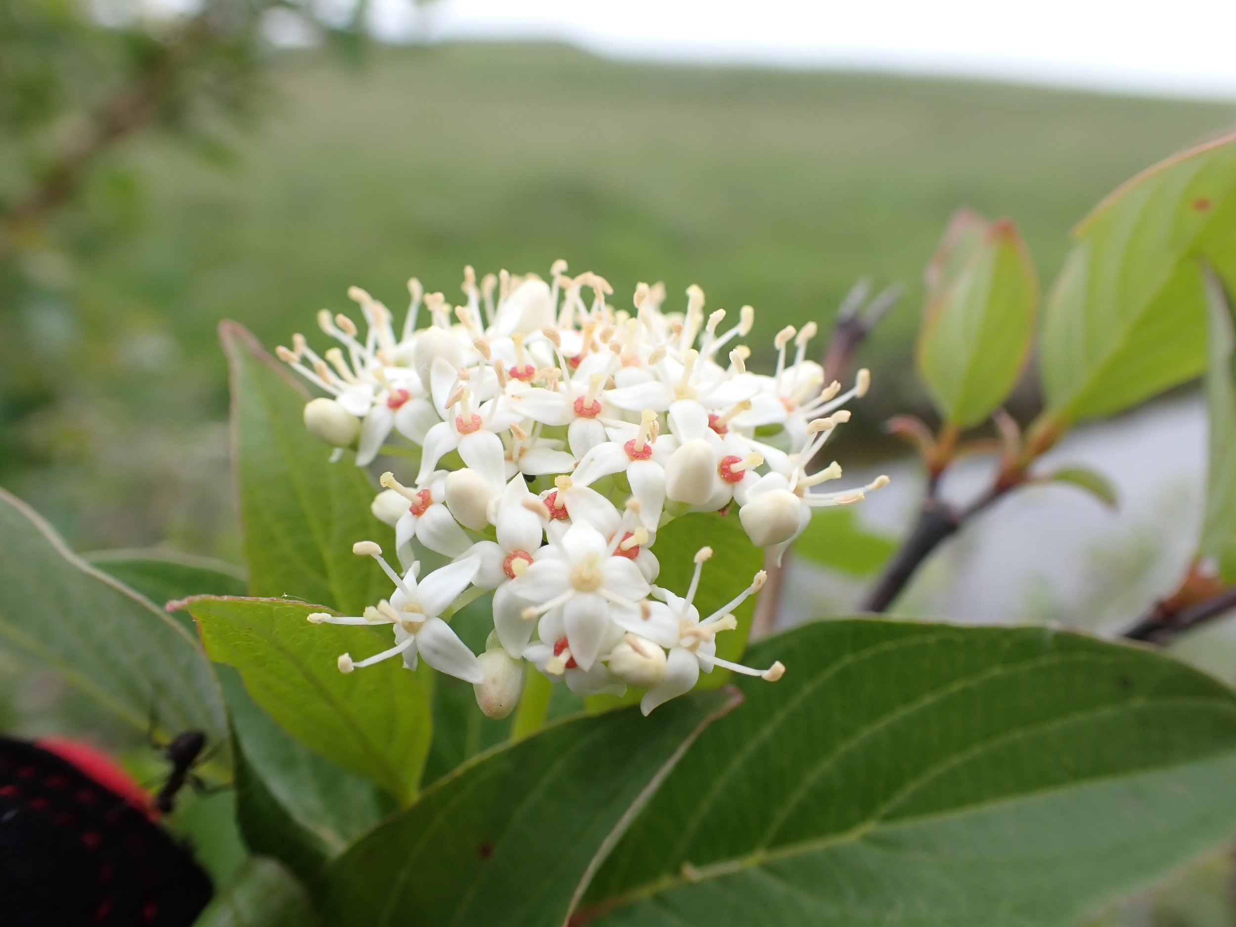 close up of red osier dogwood cluster of white flowers