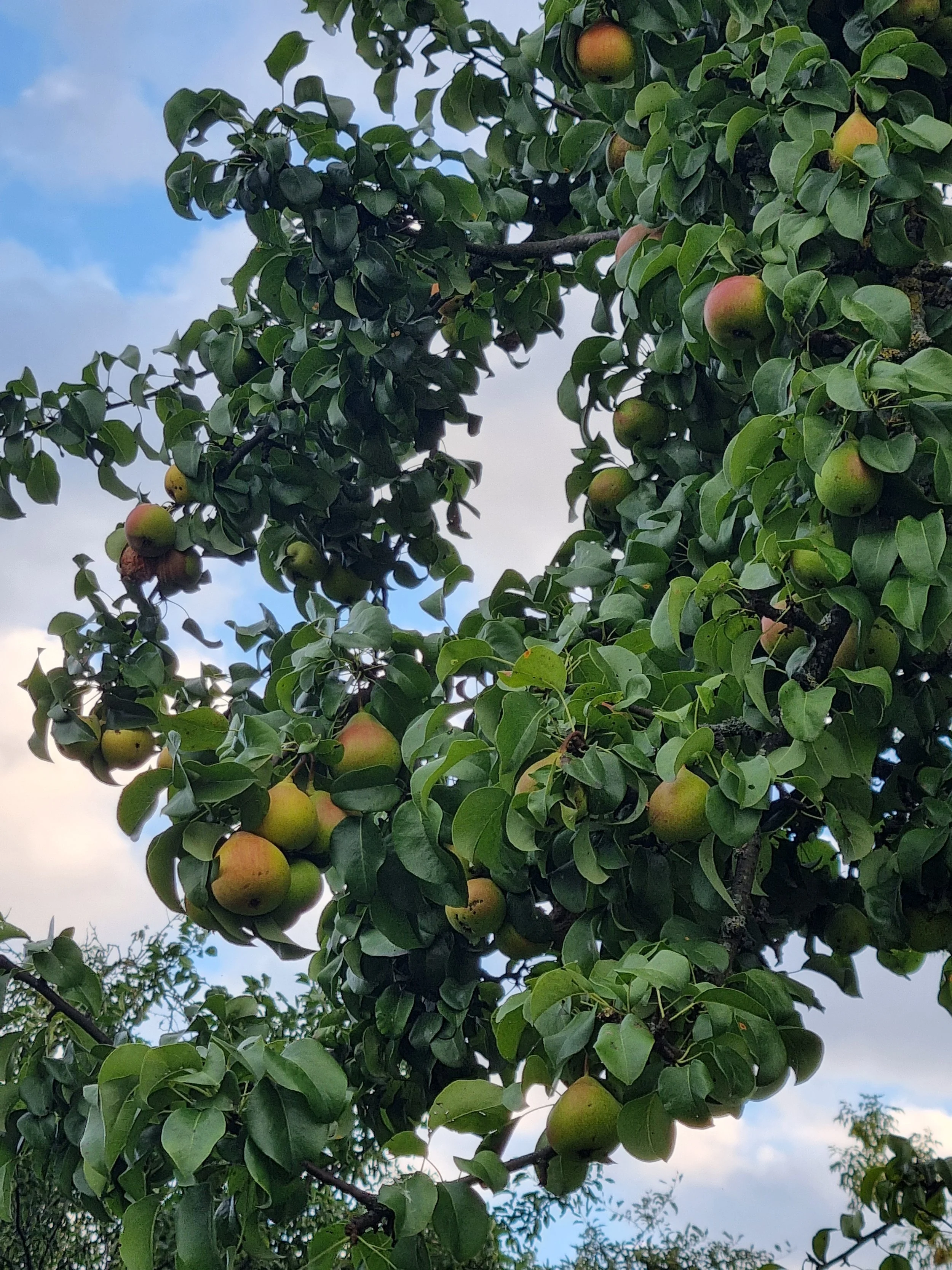 2025.08.12_Pear_tree_fruits_Lieninskaga_Kamsamola_Street_Salihorsk.jpg