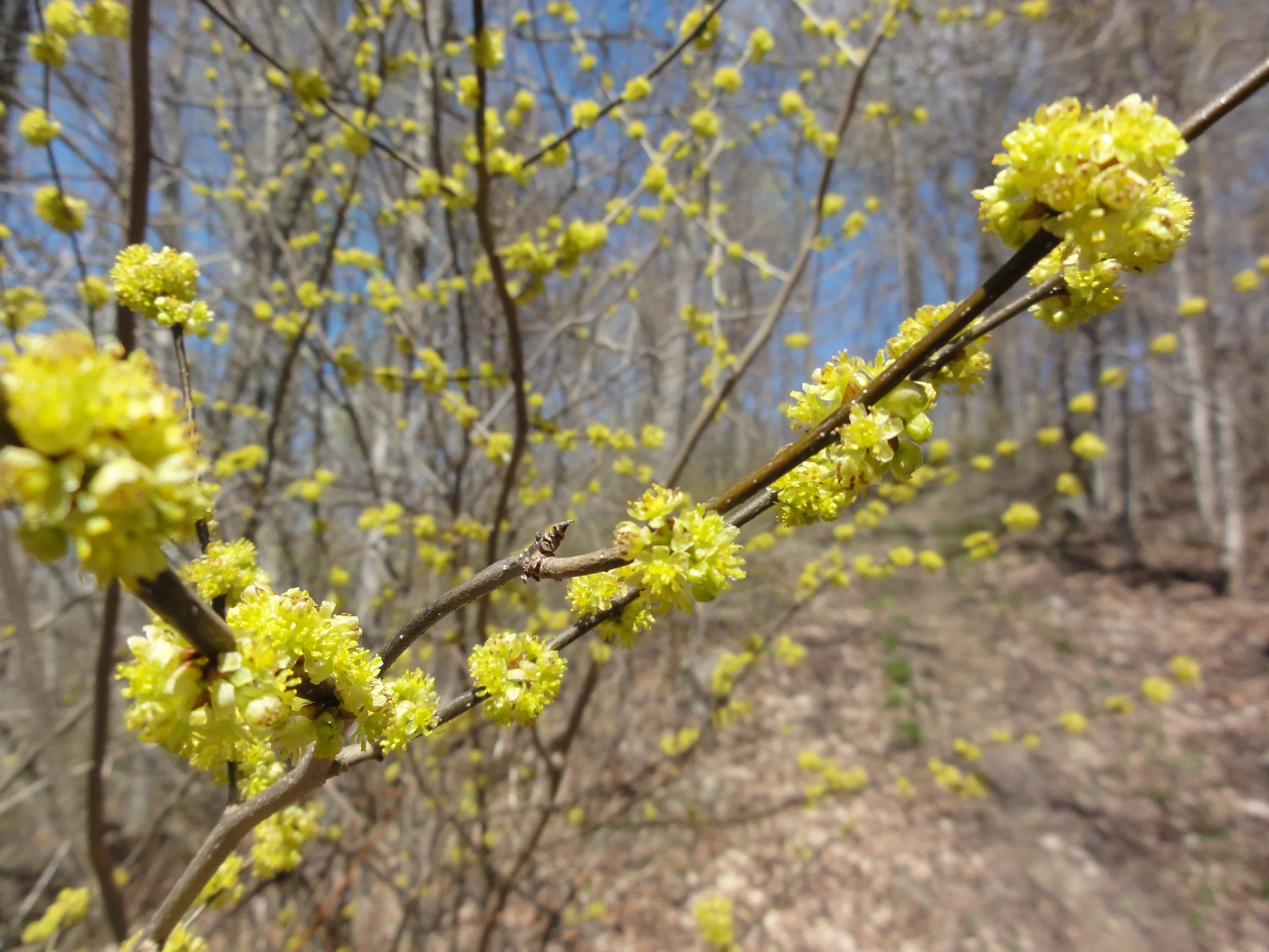 Spicebush (Lindera benzoin)