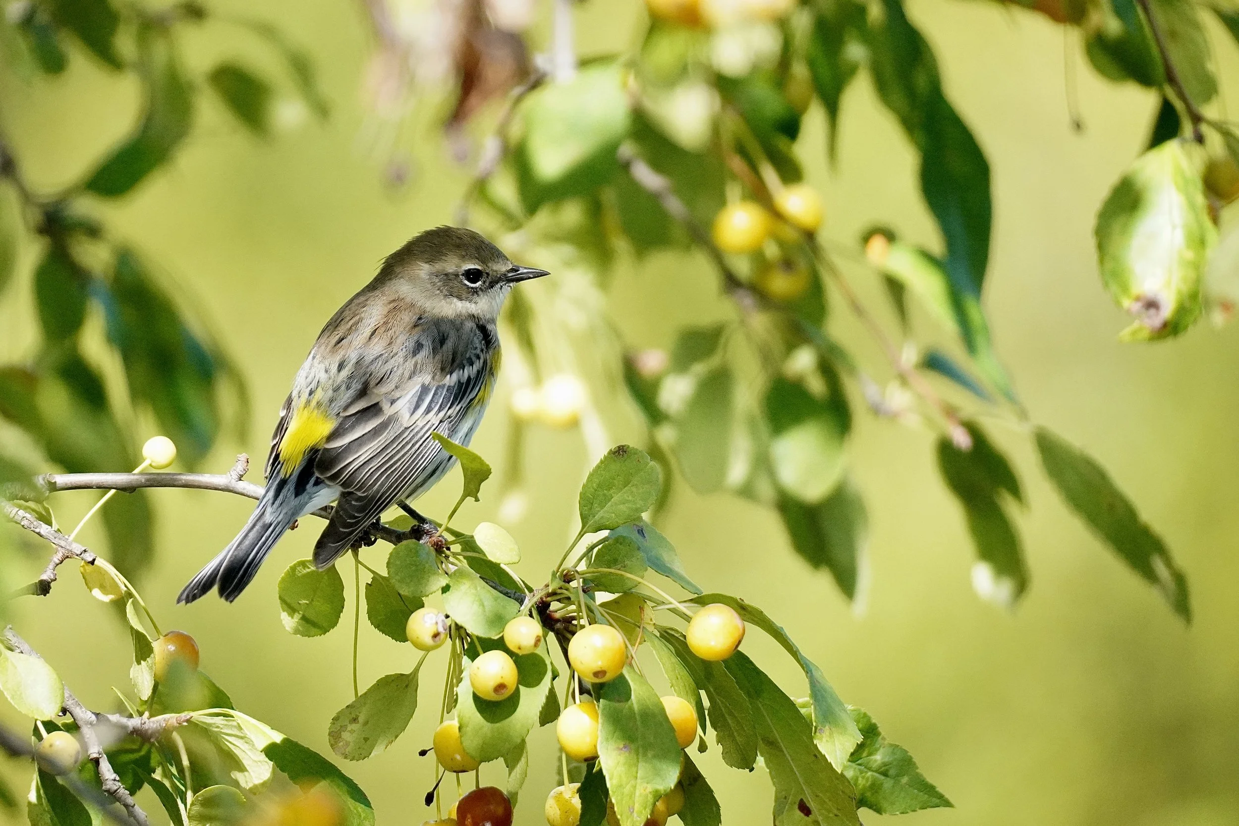 Fetafete, CC BY-SA 4.0 <https://creativecommons.org/licenses/by-sa/4.0>, via Wikimedia Commons.jpg