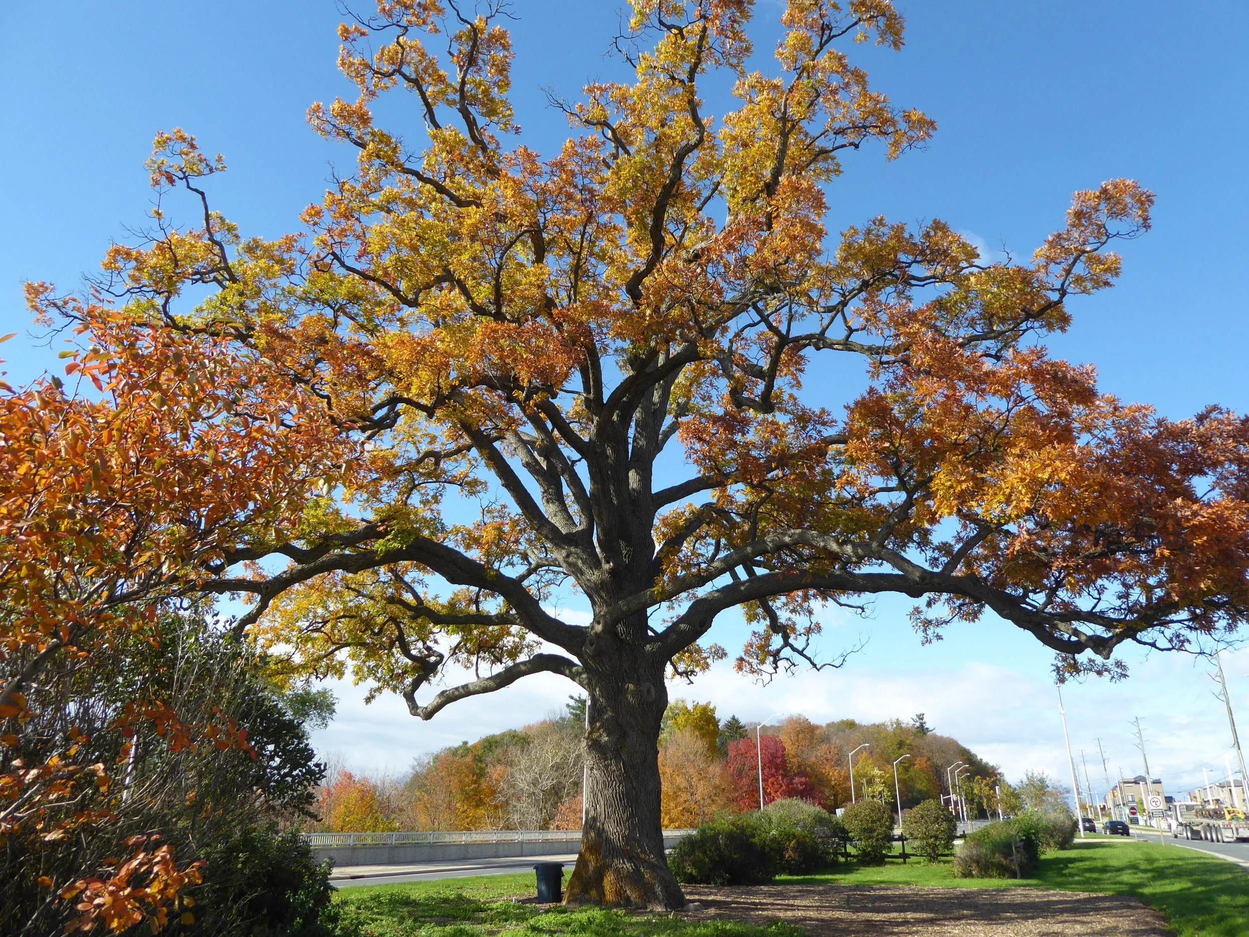 Ancient_White_Oak_in_Bronte,_Oakville,_Ontario.jpg