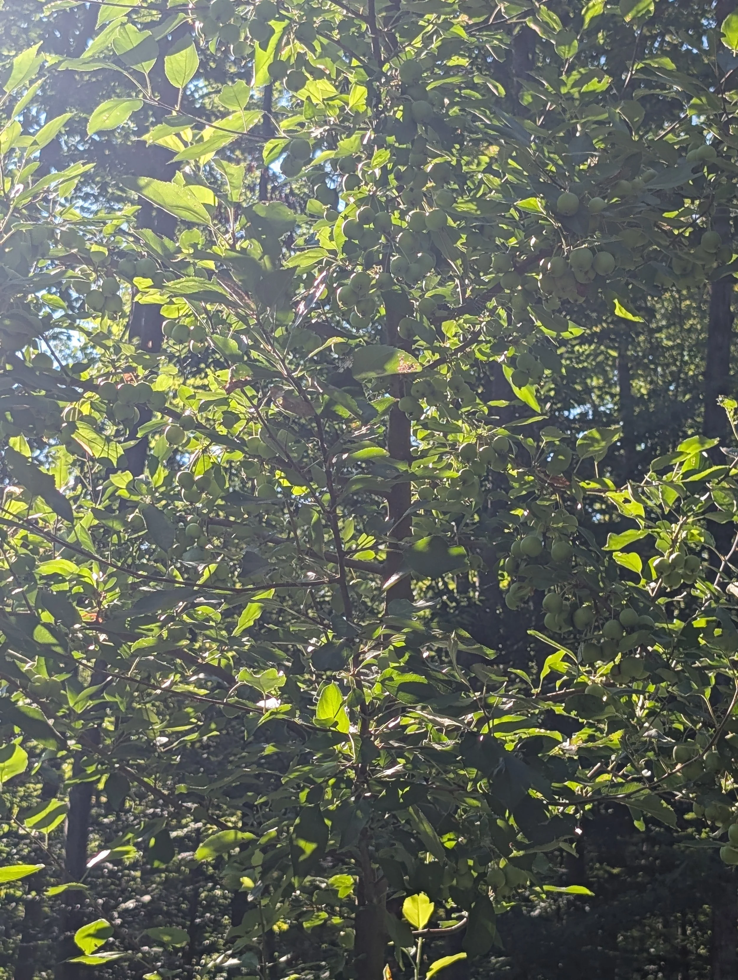 Non-Typical™ Crabapple
