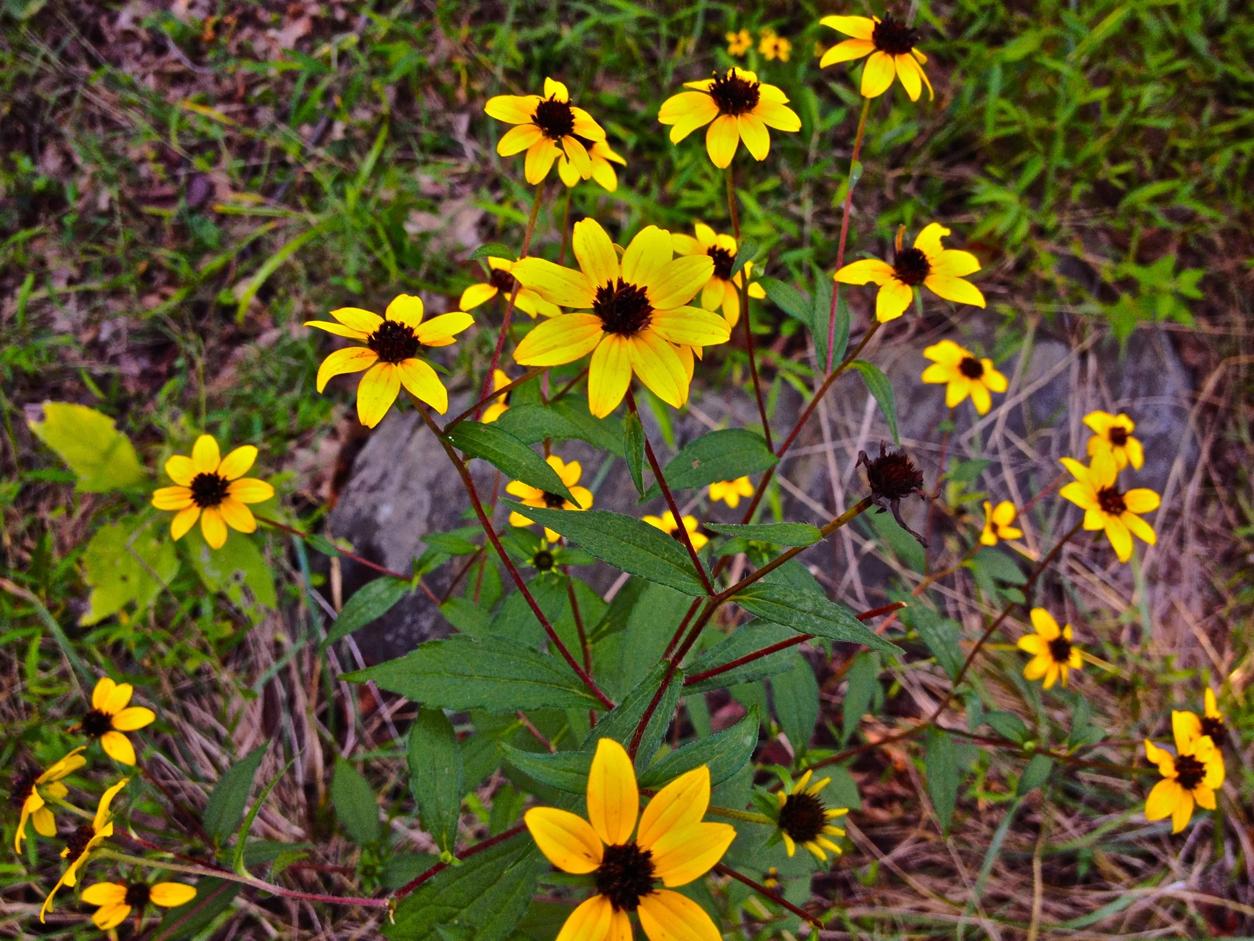 Rudbeckia_triloba_-_Browneyed_Susan.jpg