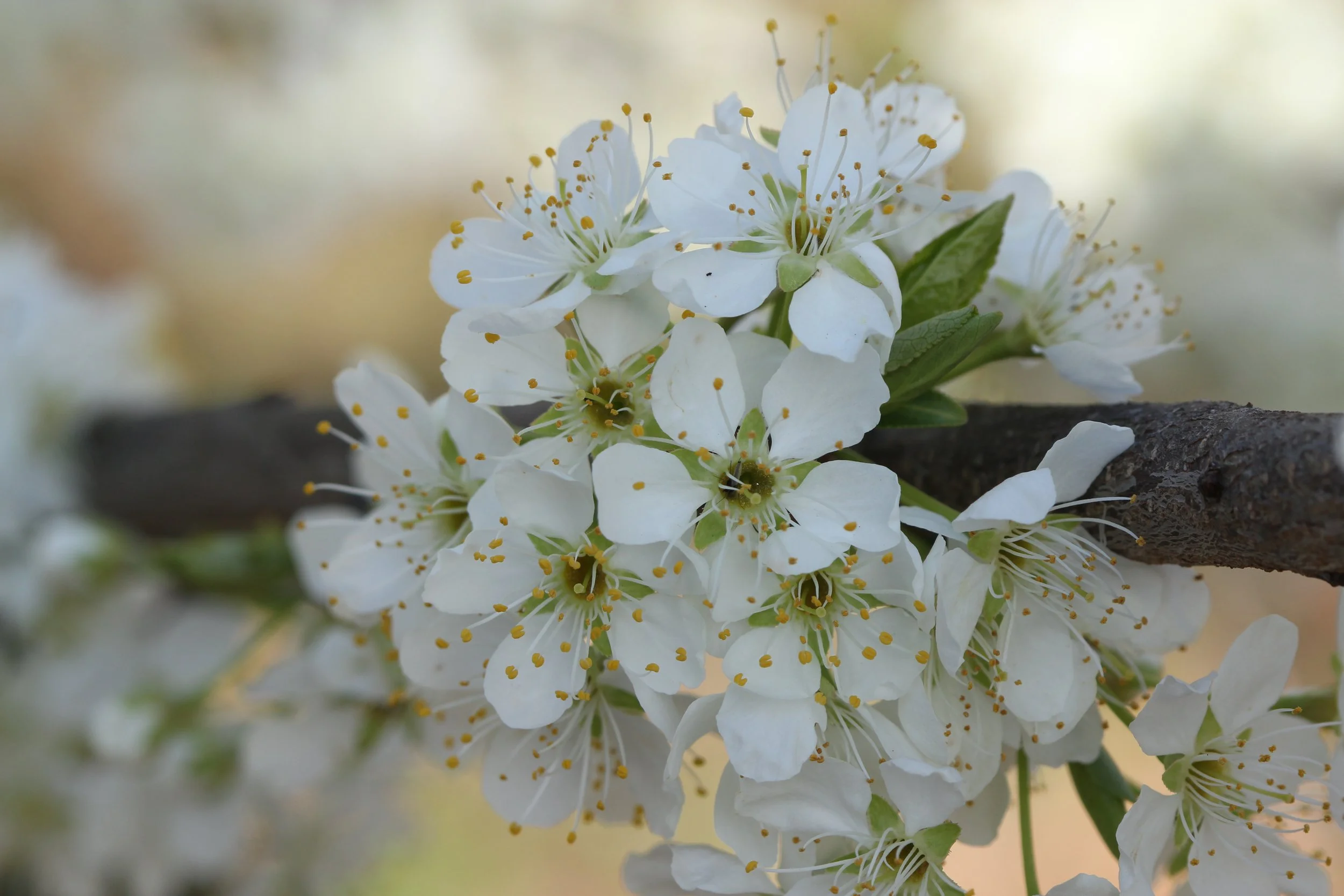 Roozitaa, CC BY-SA 3.0 <https://creativecommons.org/licenses/by-sa/3.0>, via Wikimedia Commons.jpg