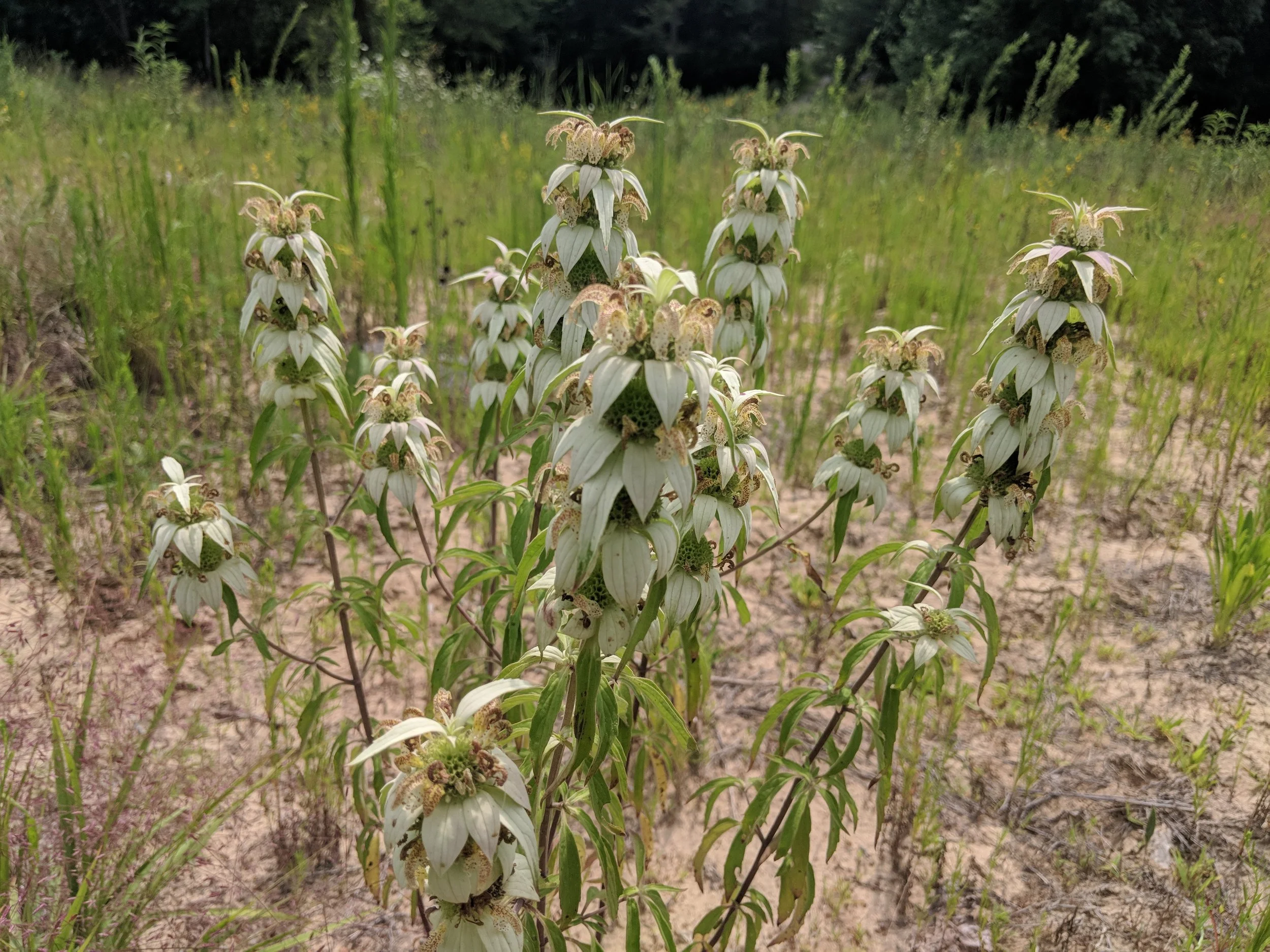 clump of spotted bee balm in sandy soil
