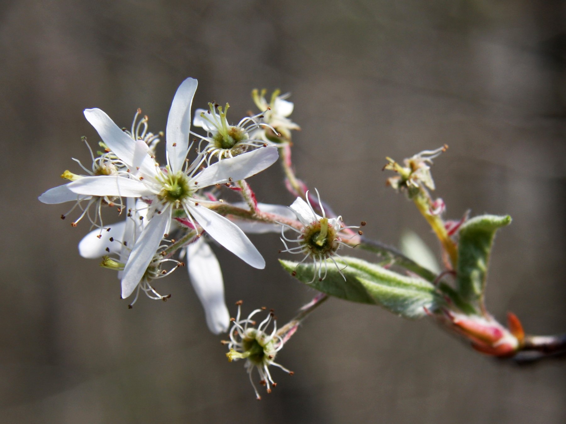 Amelanchier_arborea_sarvis_close_4×3.jpg