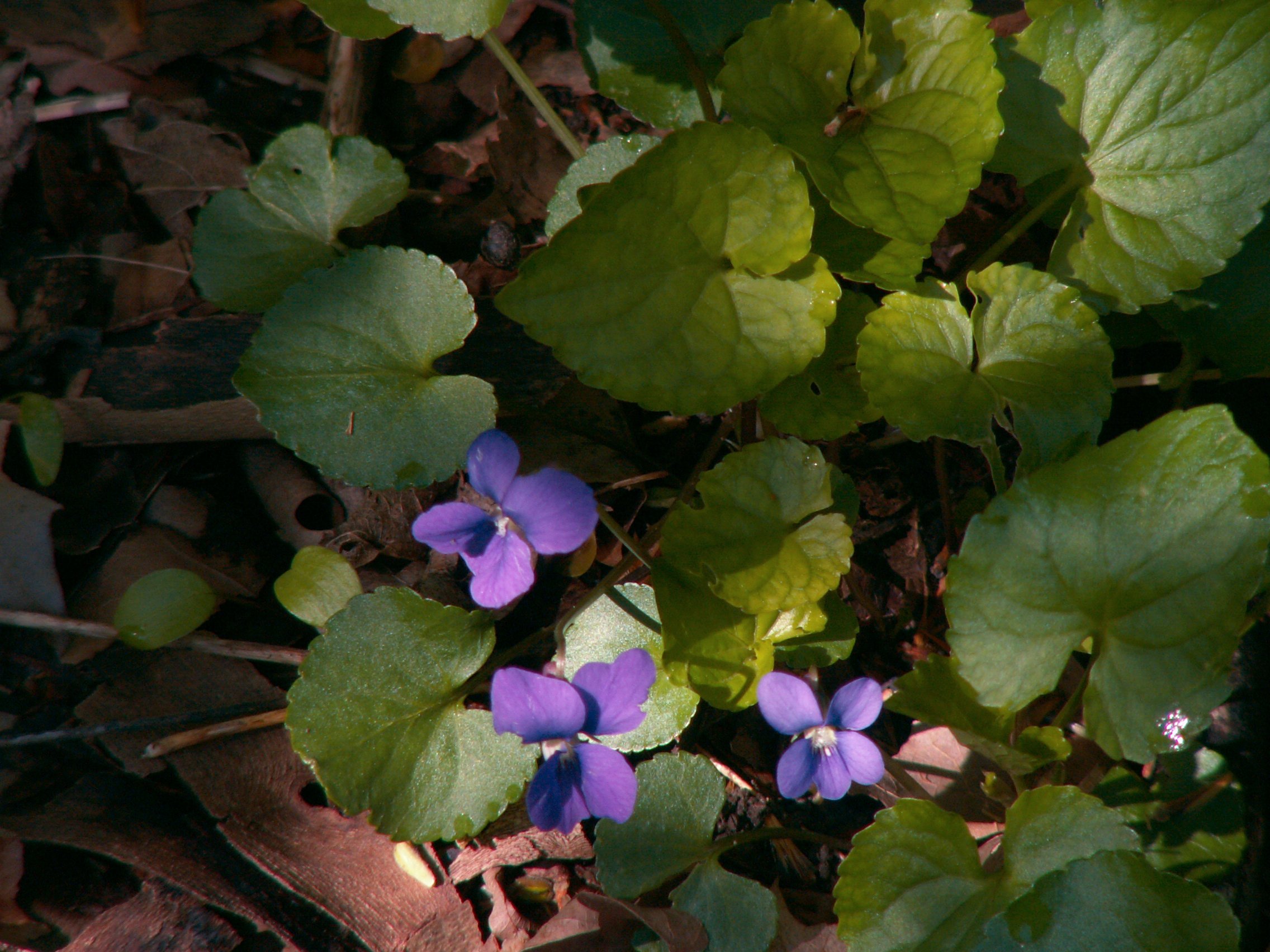 wood violet flowers with green heart shaped leaves