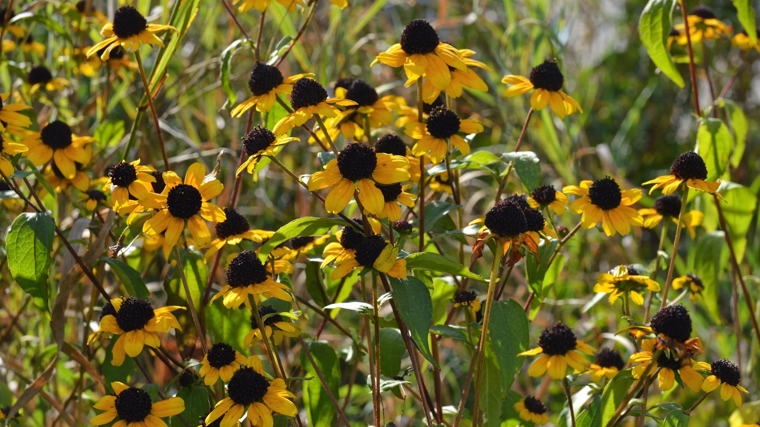 Brown-eyed_Susan_(Rudbeckia_triloba)_-_Kitchener,_Ontario_2025-09-14.jpg