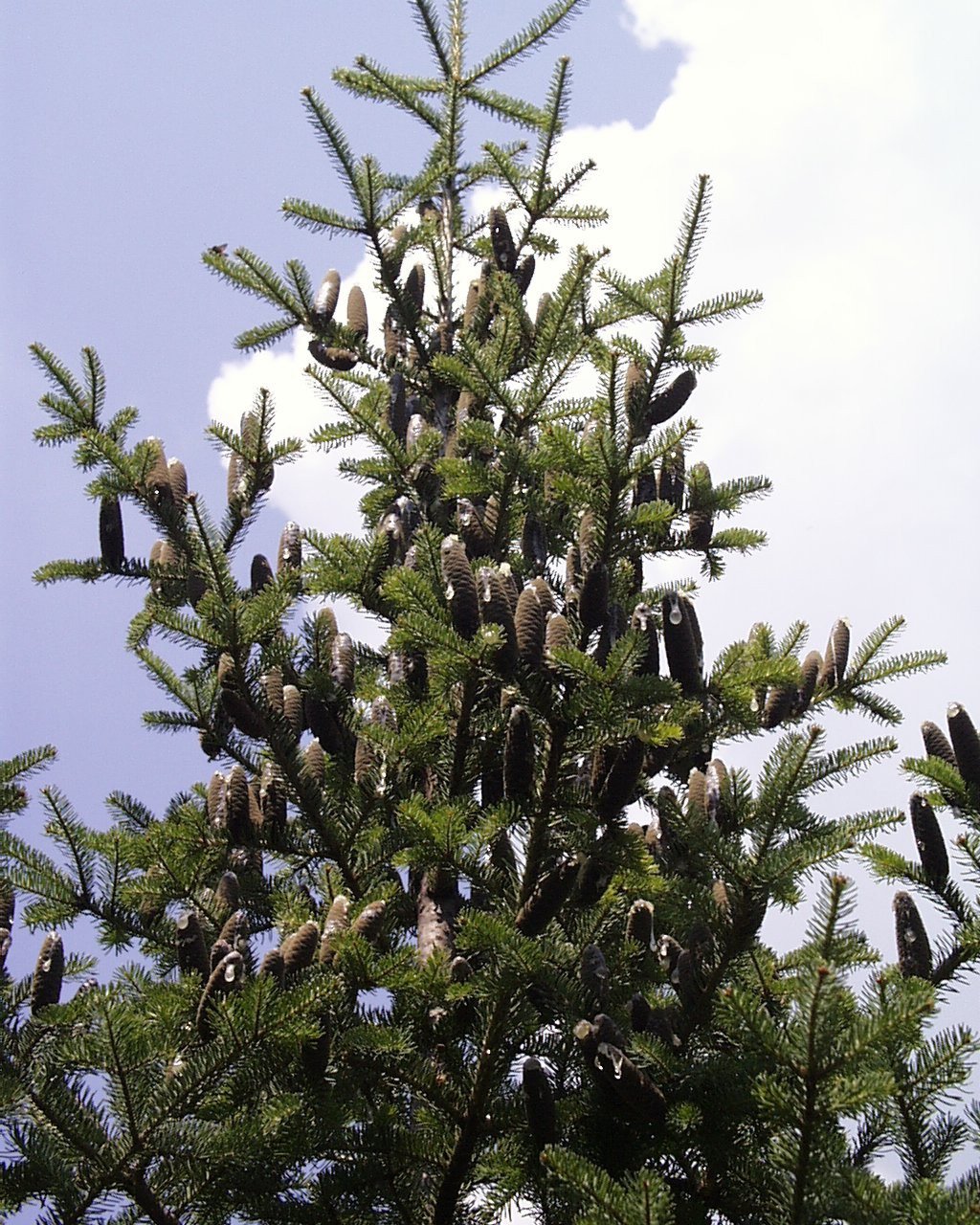Tree top of balsam fir against a blue cloudy sky
