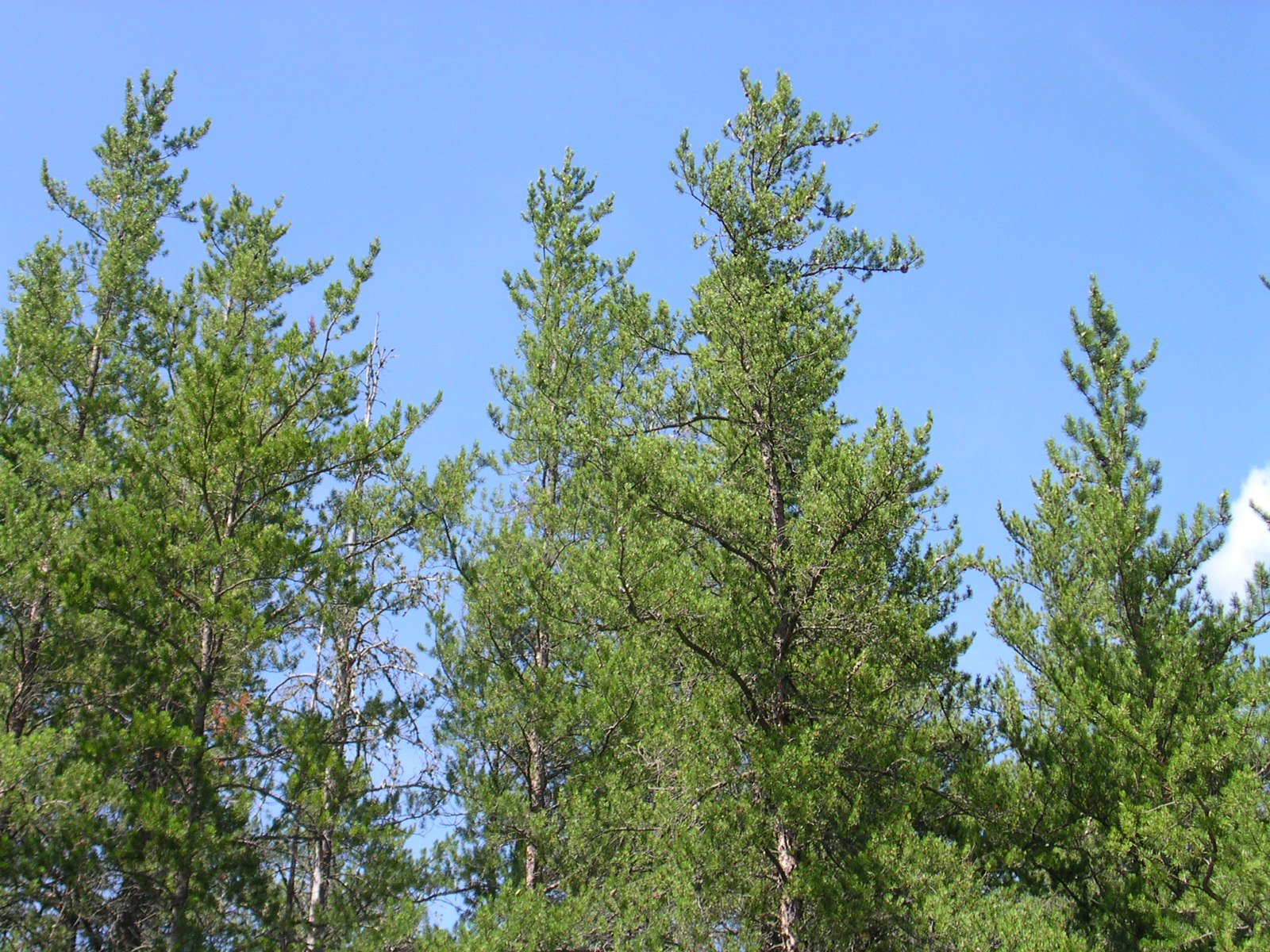 view of a few jack pine trees against a blue sky