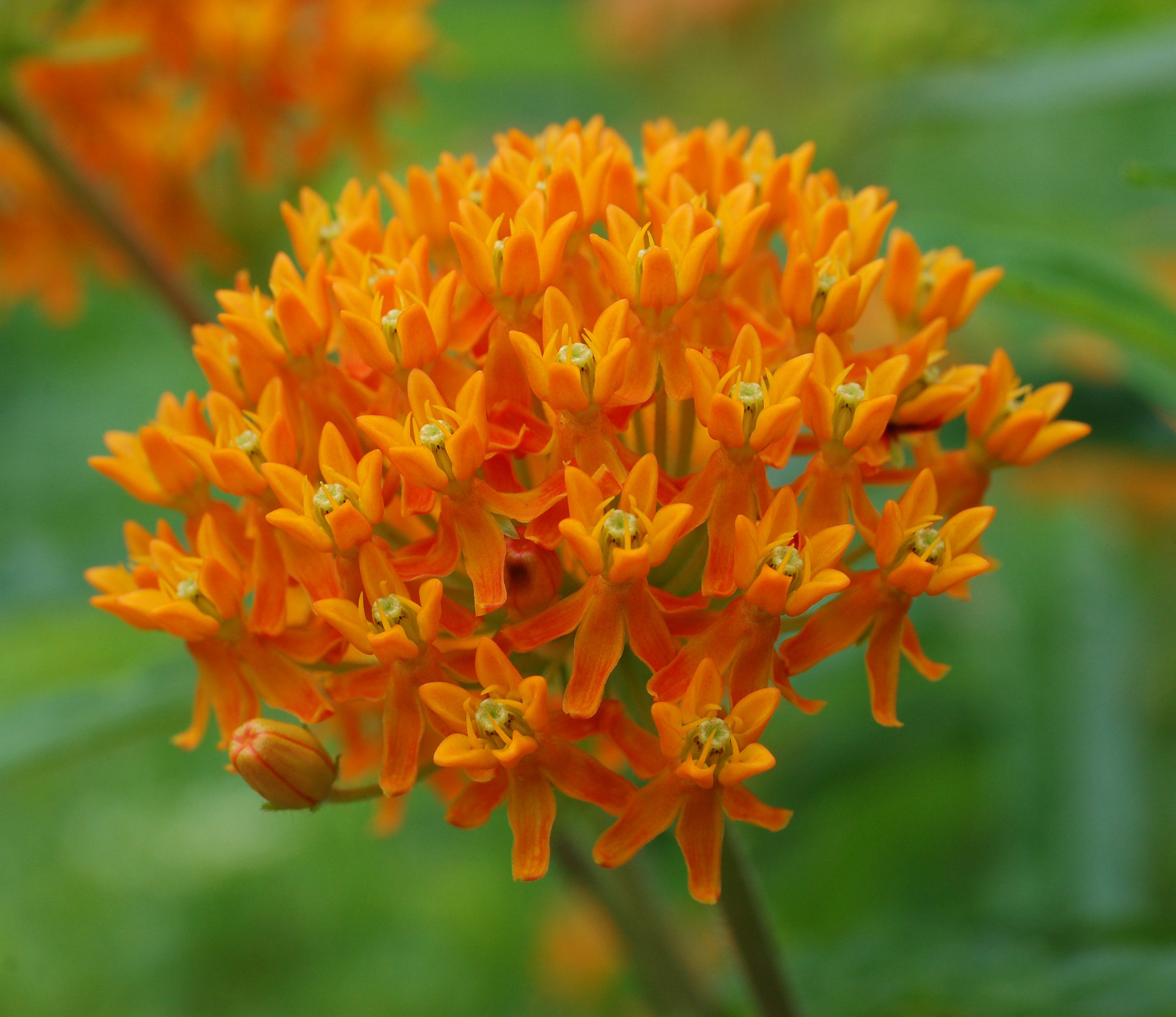 close up of orange butterfly milkweed flowers