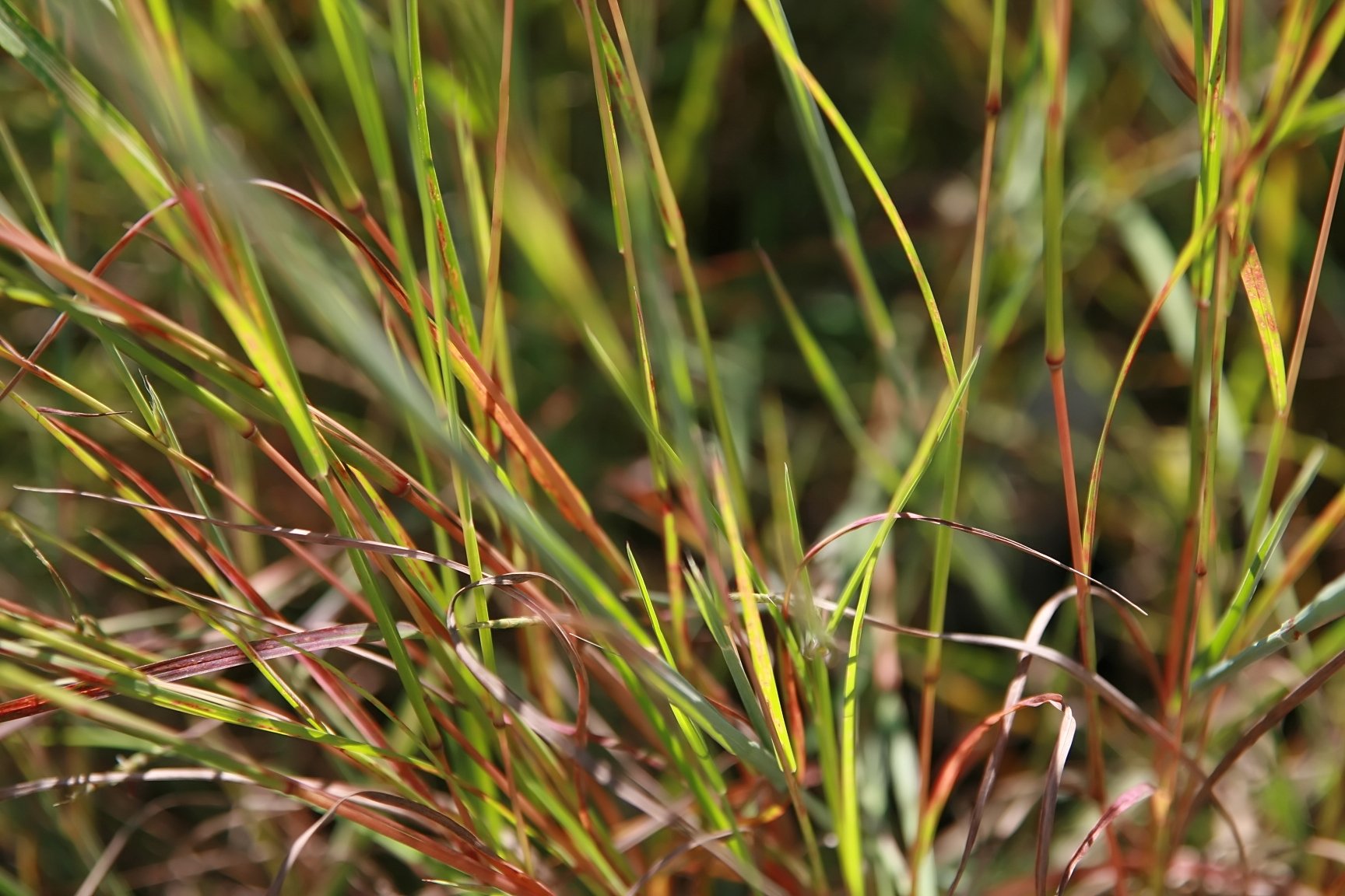 green red and yellow blades of little blue stem grass