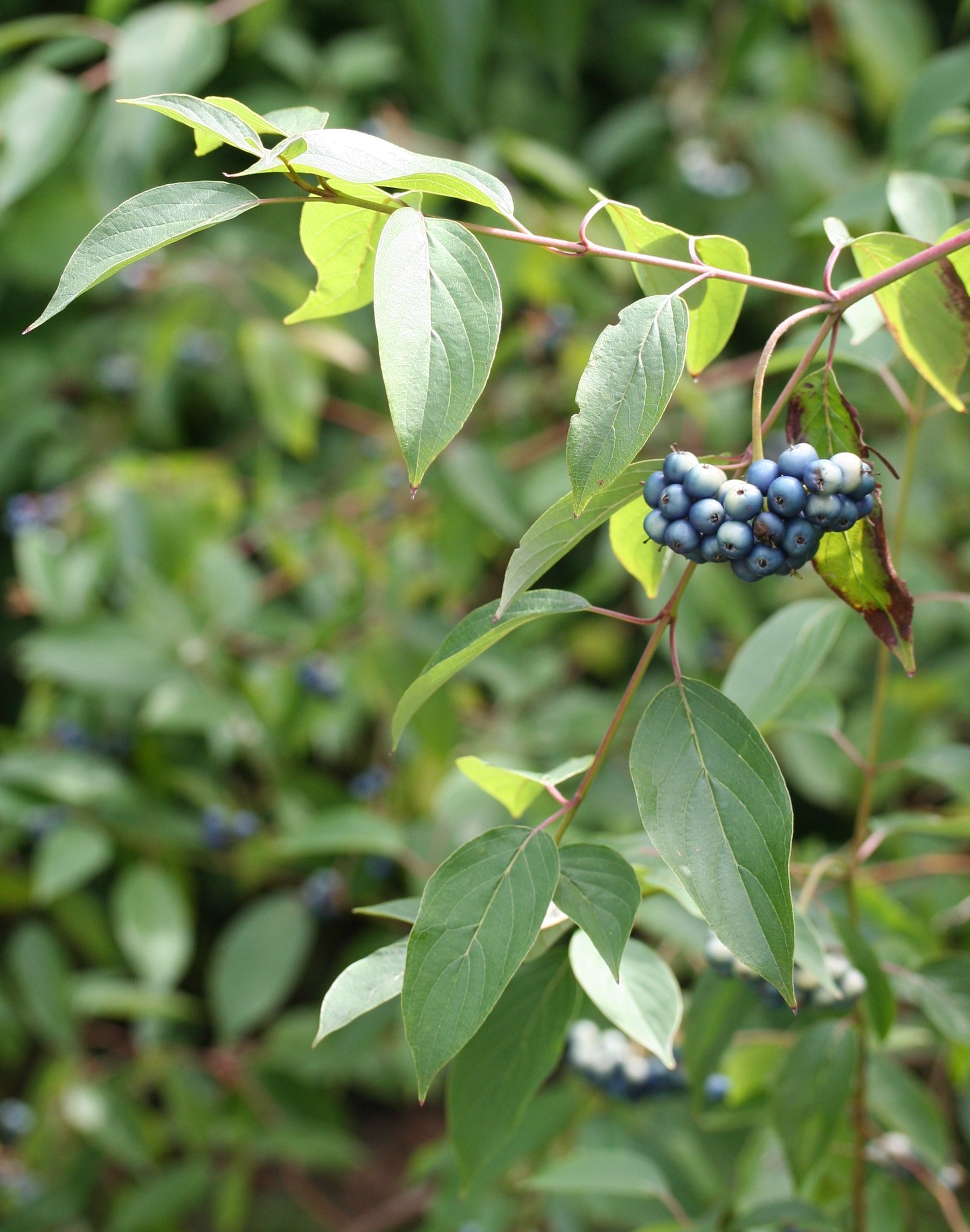 cluster of blue berries of a silky dogwood shrub
