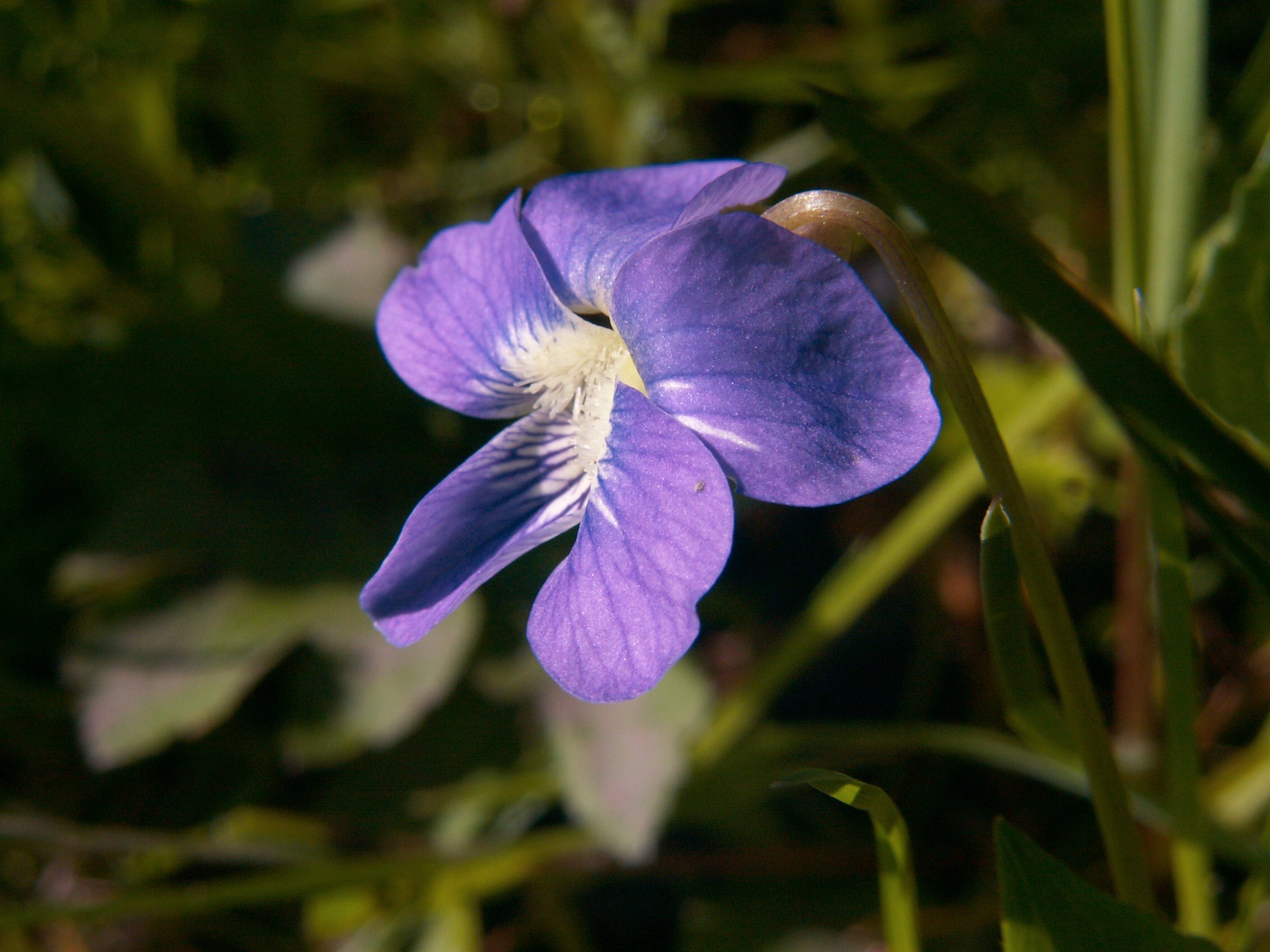 close up of a single wood violet flower in a dark forest