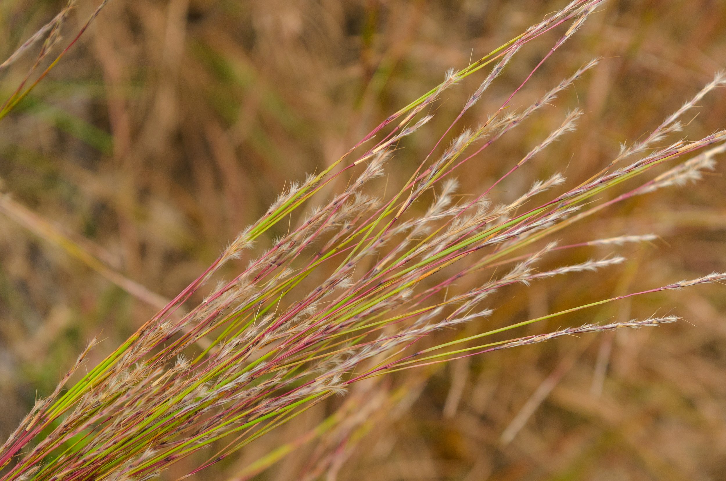 up close of little blue stem seed pods