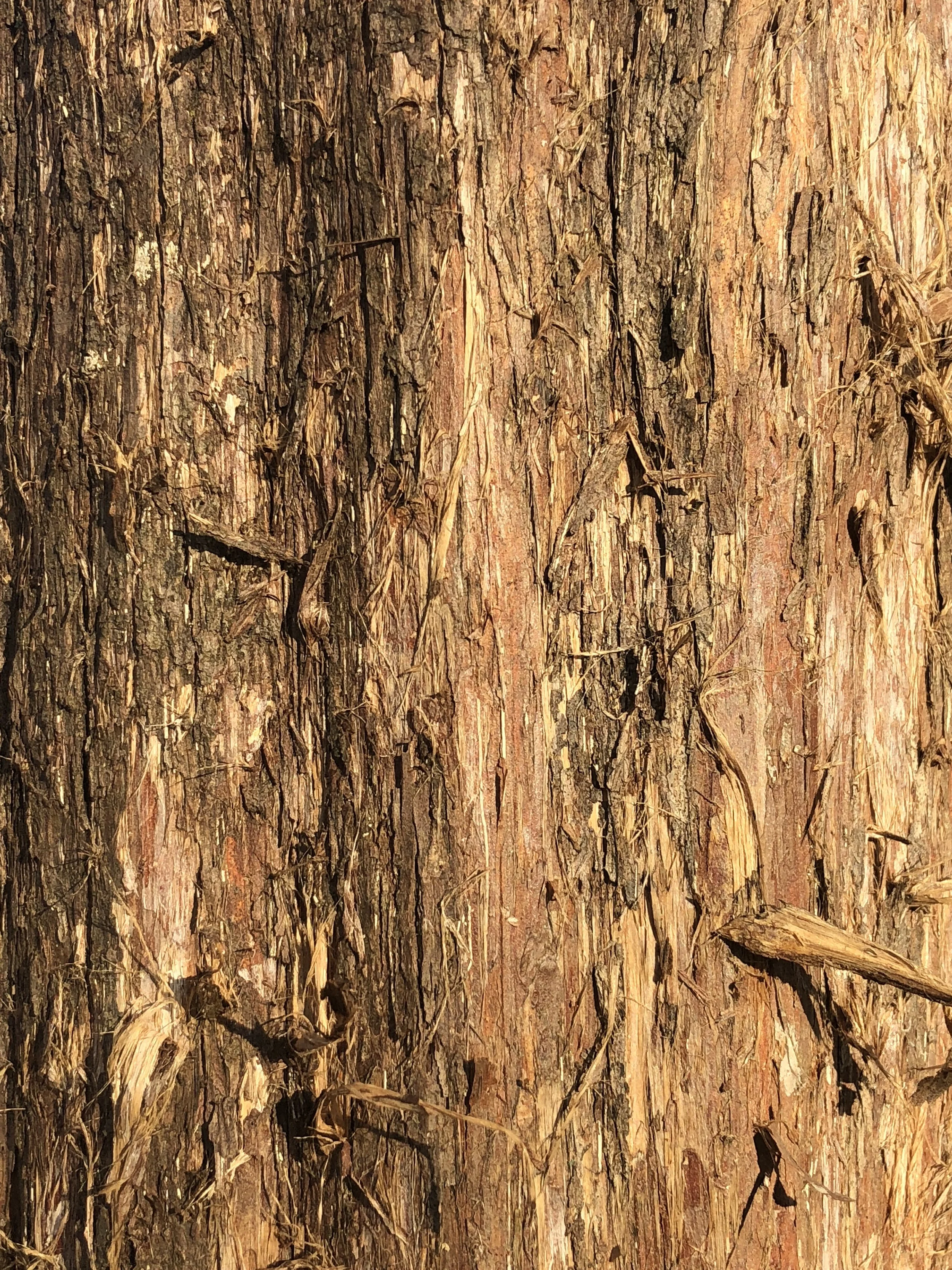 Ivar Leidus, CC BY-SA 4.0 <https://creativecommons.org/licenses/by-sa/4.0>, via Wikimedia Commons.jpg