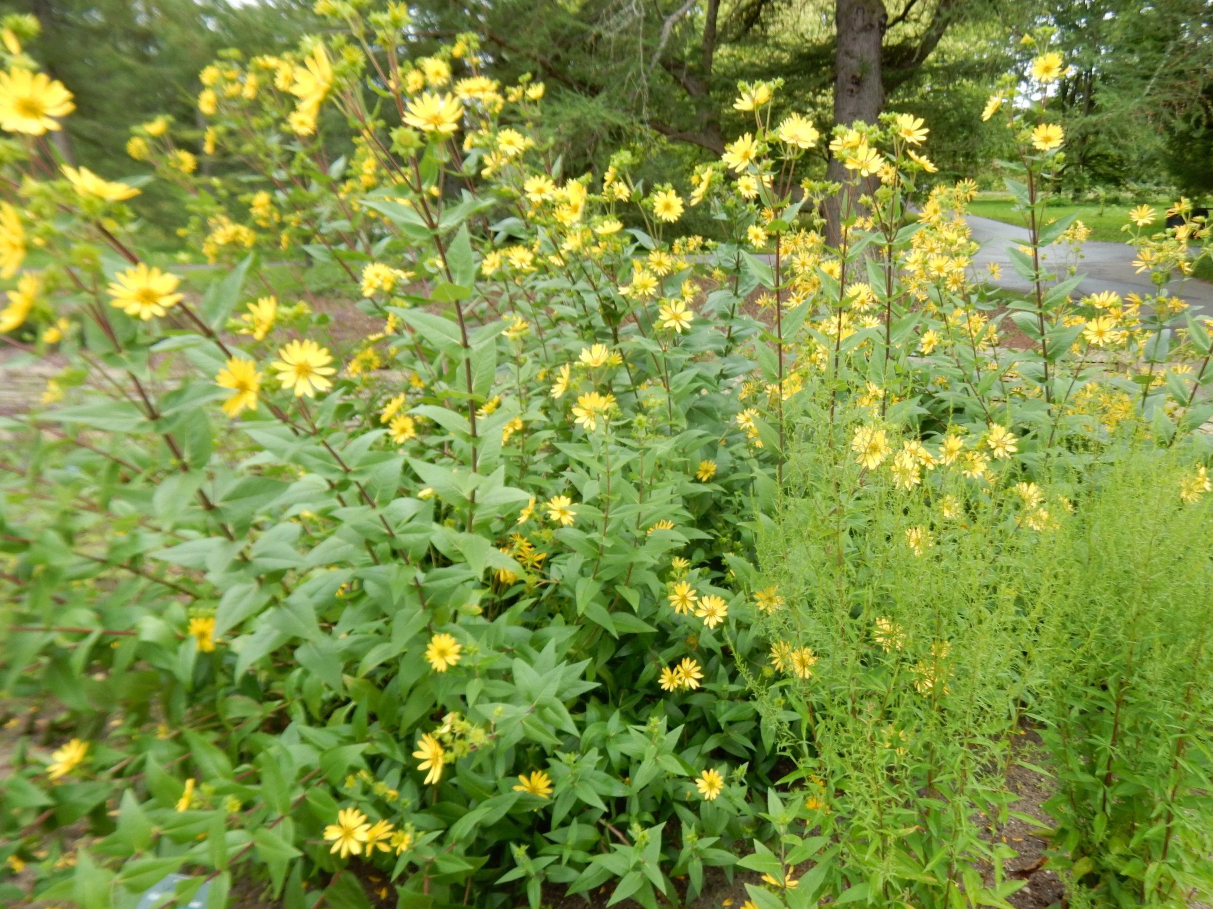 Shuvaev, CC BY 4.0 <https://creativecommons.org/licenses/by/4.0>, via Wikimedia Commons.jpg