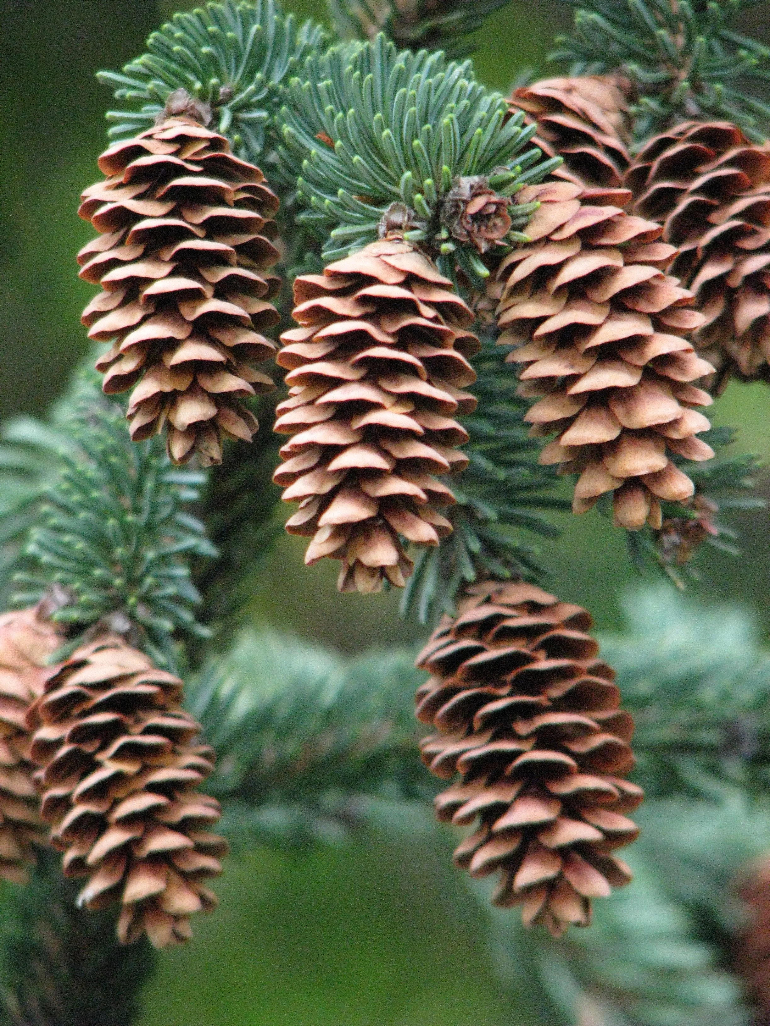 Ivar Leidus, CC BY-SA 4.0 <https://creativecommons.org/licenses/by-sa/4.0>, via Wikimedia Commons.jpg