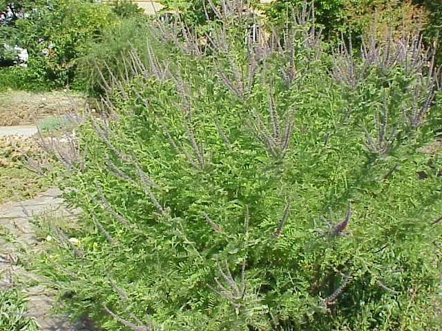 Amorpha_canescens2.jpg