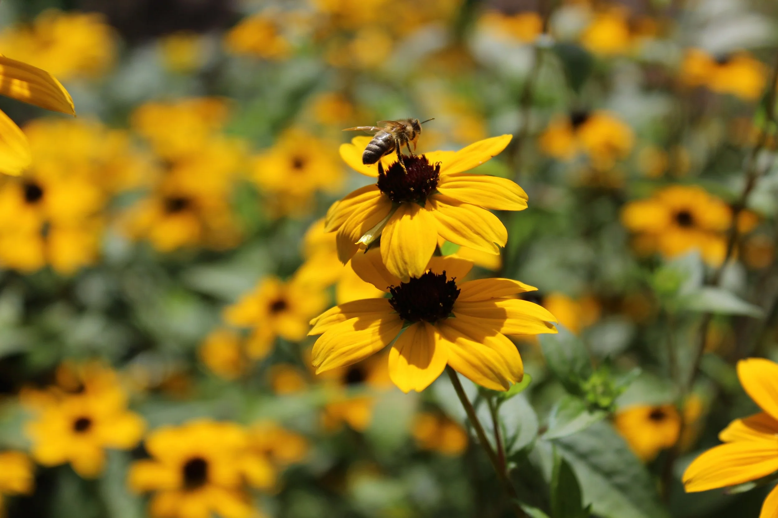 Rudbeckia_triloba_03.jpg