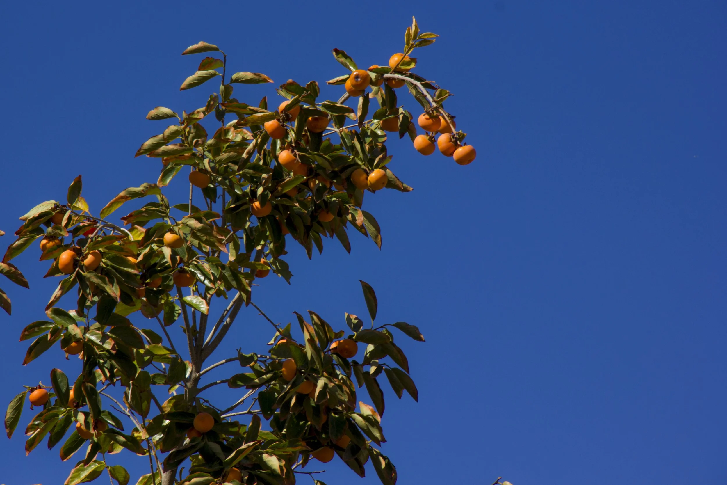 Mahdikarimi70, CC BY-SA 4.0 <https://creativecommons.org/licenses/by-sa/4.0>, via Wikimedia Commons.jpg