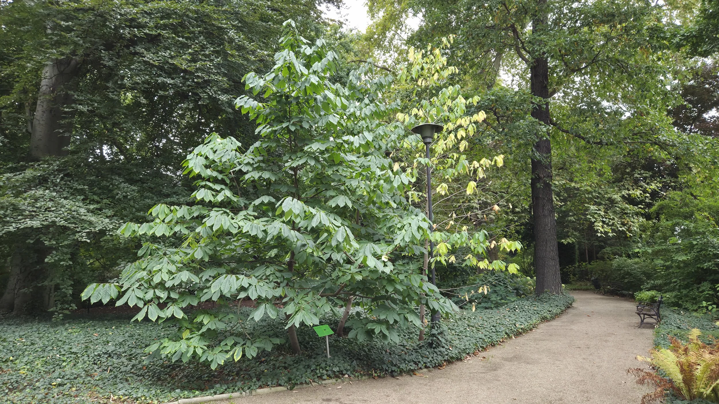 Crusier, CC BY 4.0 <https://creativecommons.org/licenses/by/4.0>, via Wikimedia Commons.jpg