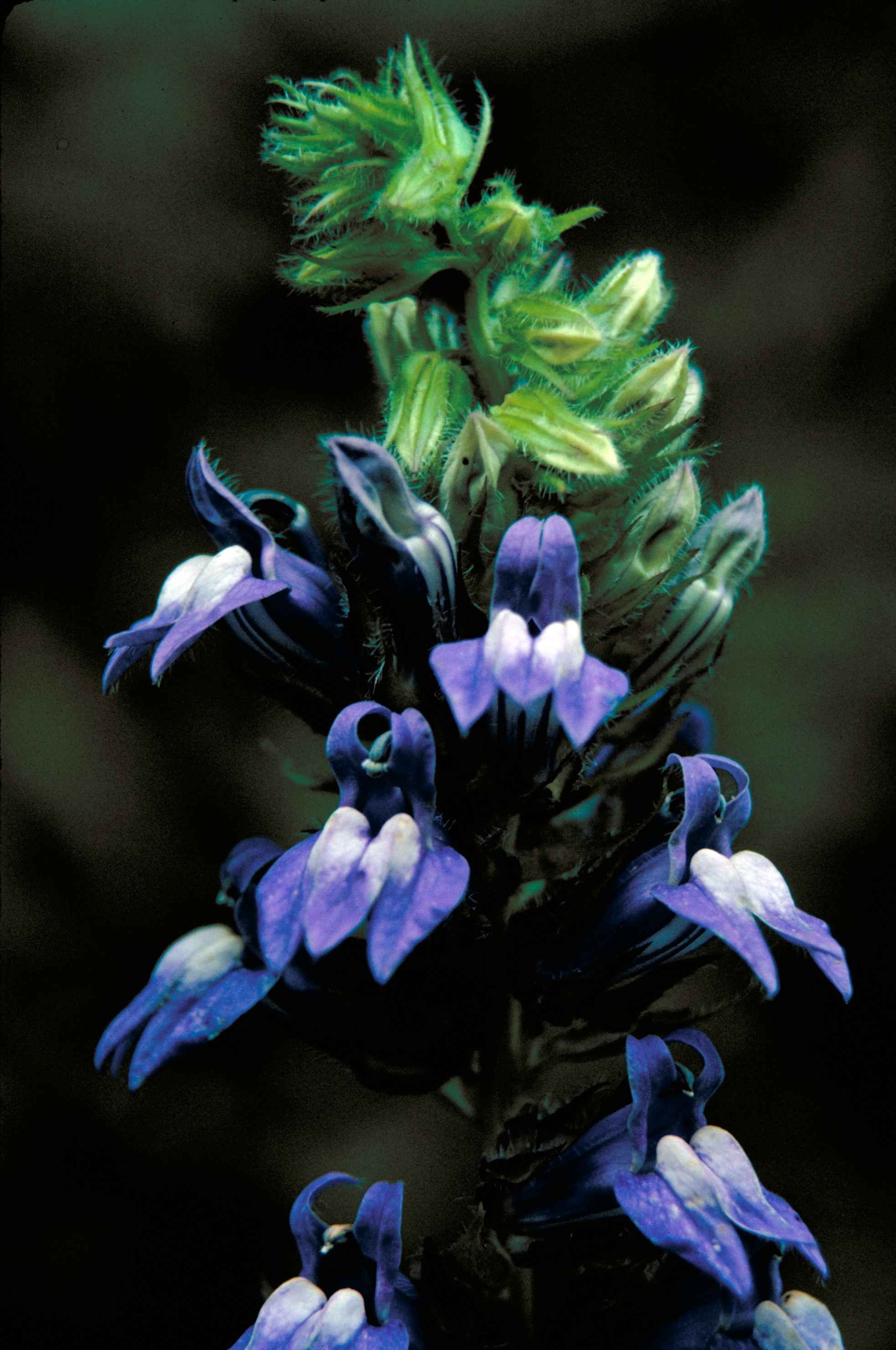 Close up of great blue lobelia against a dark background