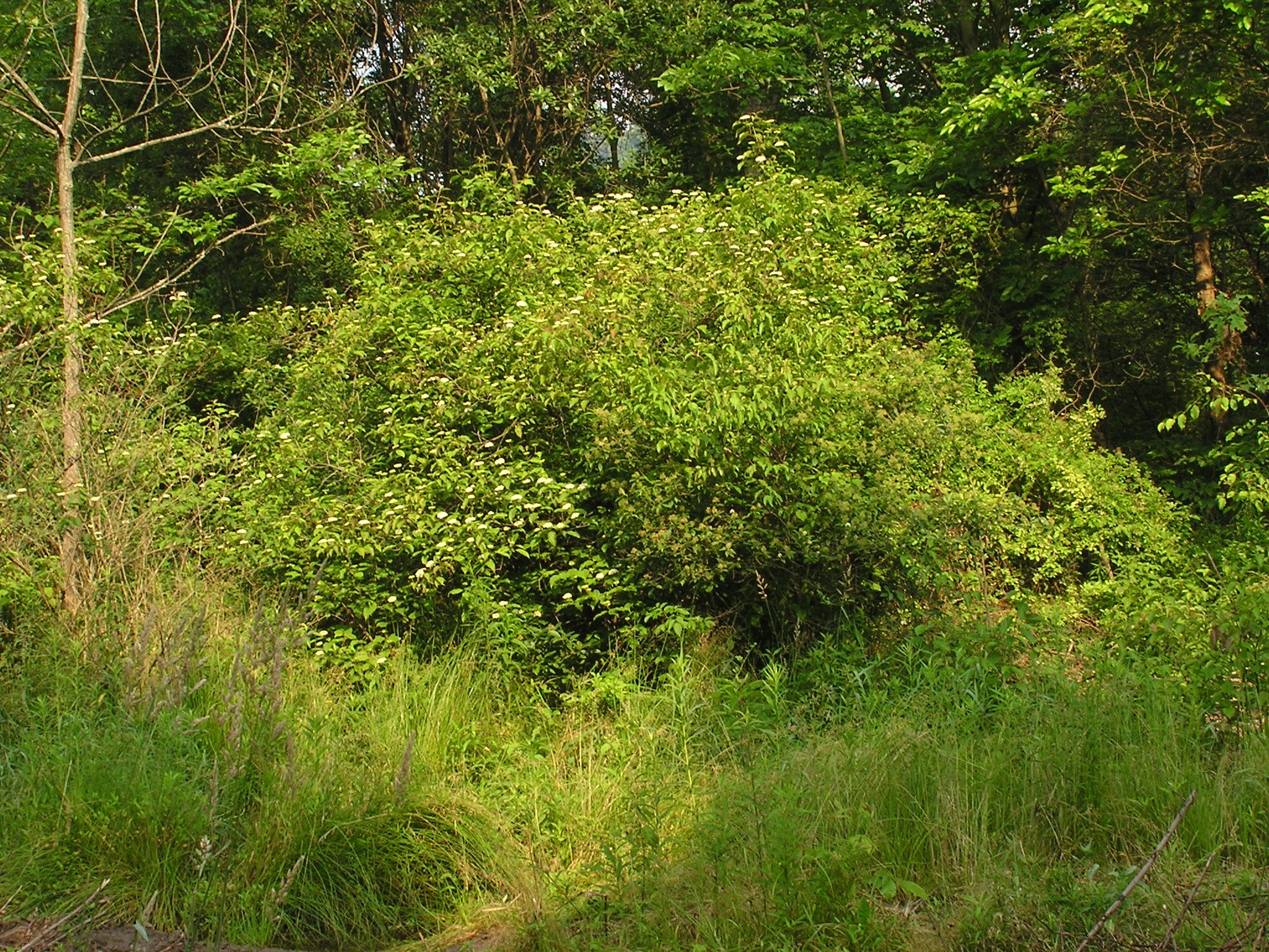 full view of a large silky dogwood shrub in golden light