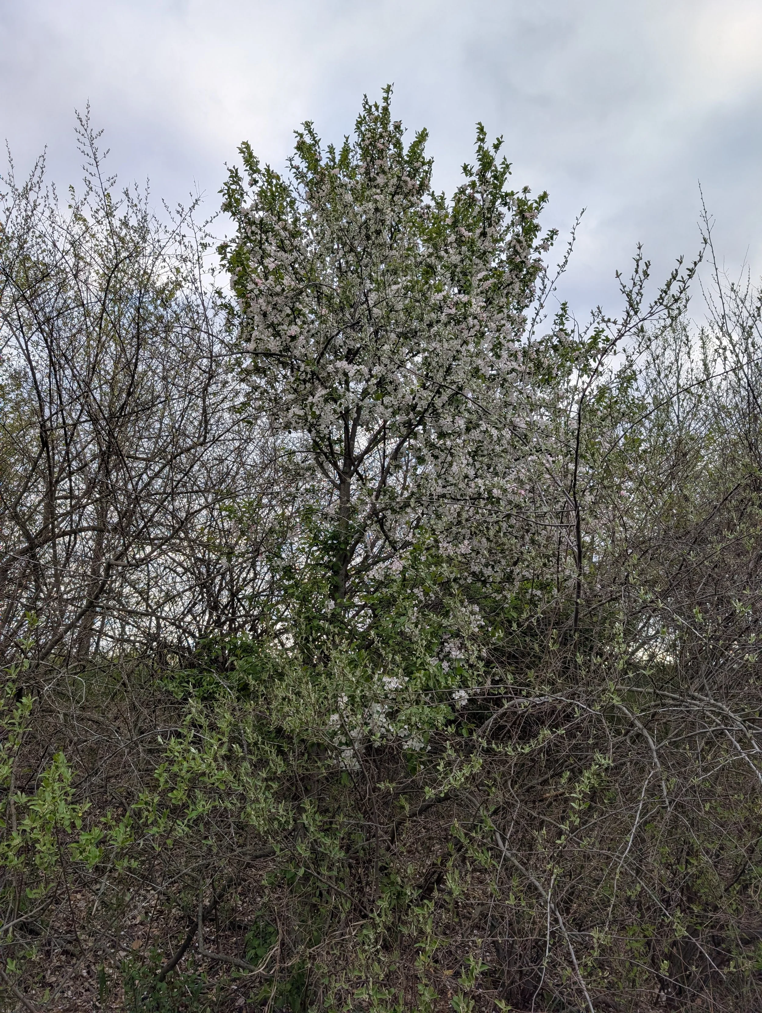Maximus Spring Bloom.jpg