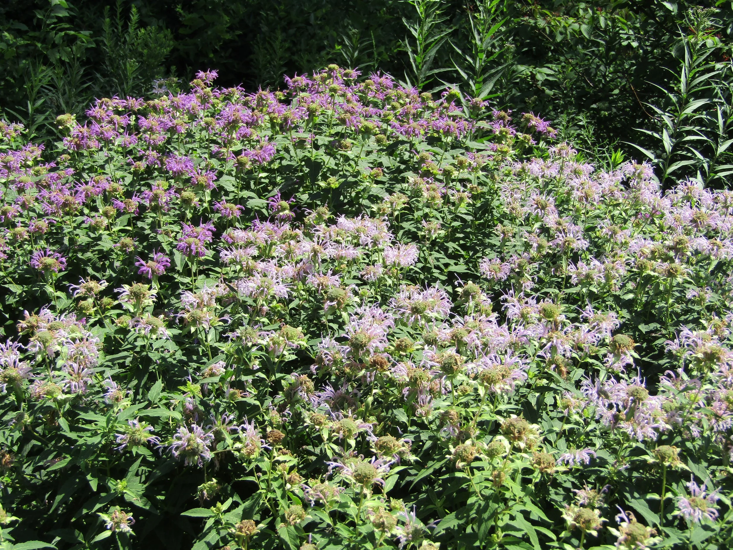 Monarda_(Bee_Balm)_(28806267145).jpg