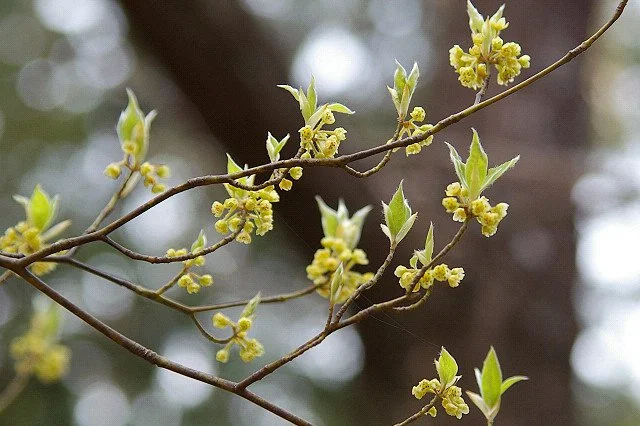 E-190, CC BY-SA 3.0 <http://creativecommons.org/licenses/by-sa/3.0/>, via Wikimedia Commons.jpg