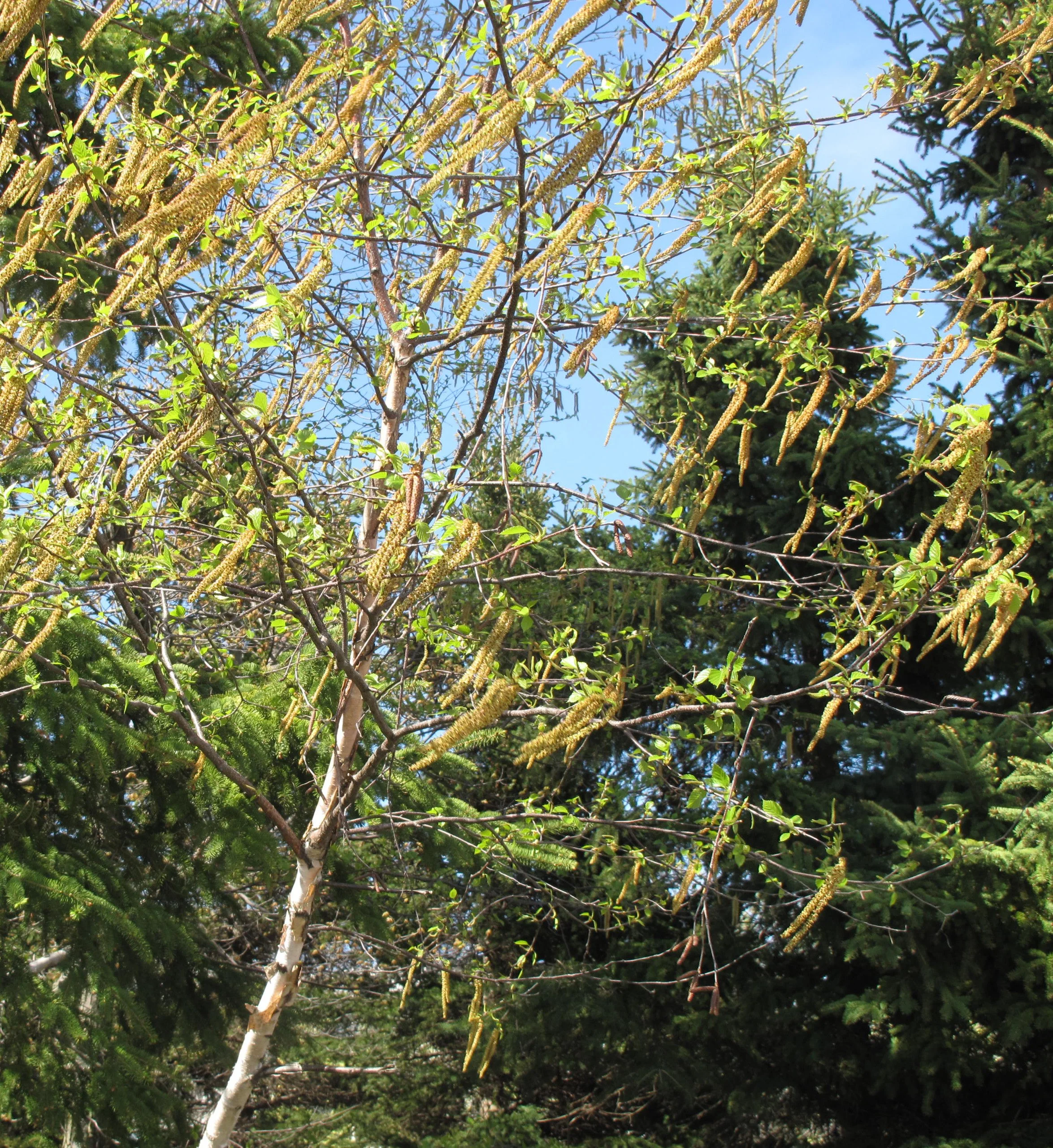 Laval University, CC BY-SA 4.0 <https://creativecommons.org/licenses/by-sa/4.0>, via Wikimedia Commons.jpg