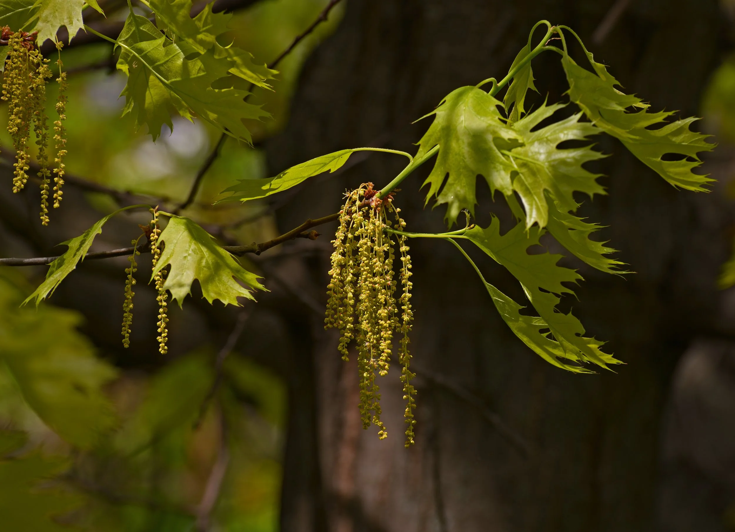 Red_oak_(Quercus_rubra)_blooming (1).jpg