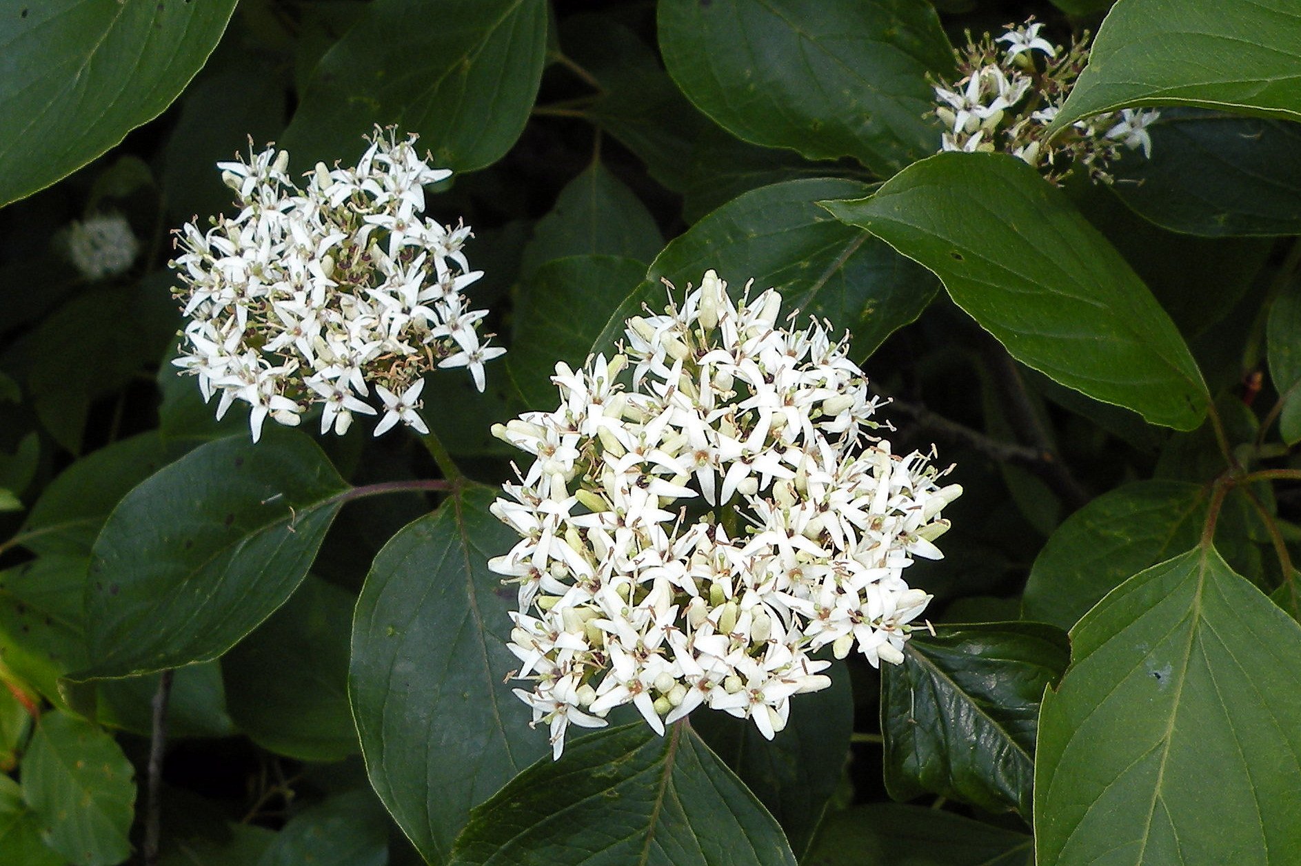 close up of white cluster of silky dogwood flowers