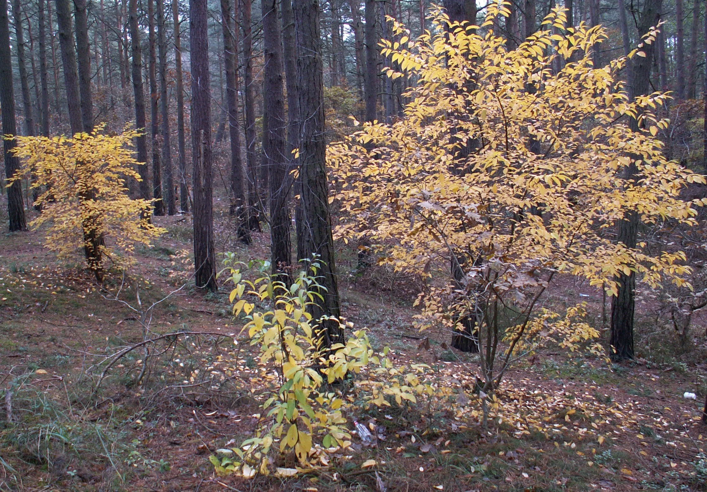 Kenraiz, CC BY-SA 3.0 <https://creativecommons.org/licenses/by-sa/3.0>, via Wikimedia Commons.jpg