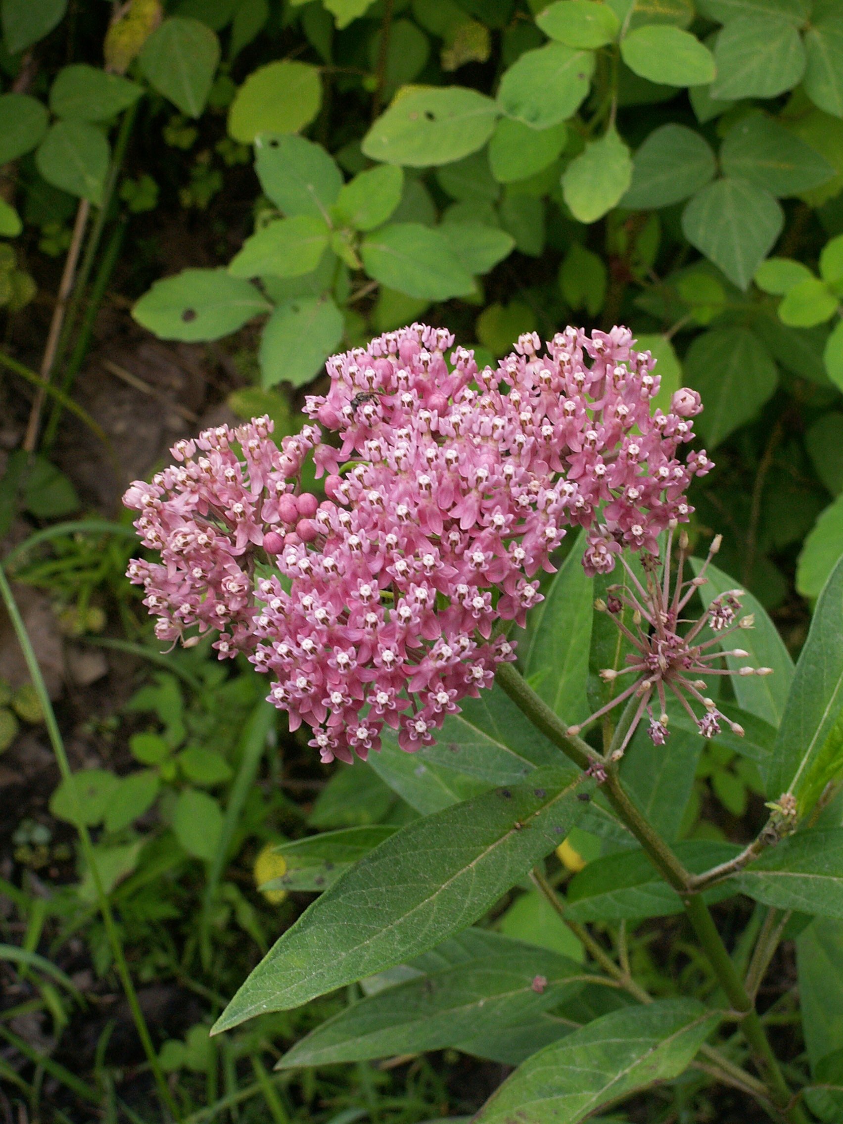 side view of umbral pink rose milkweed flower