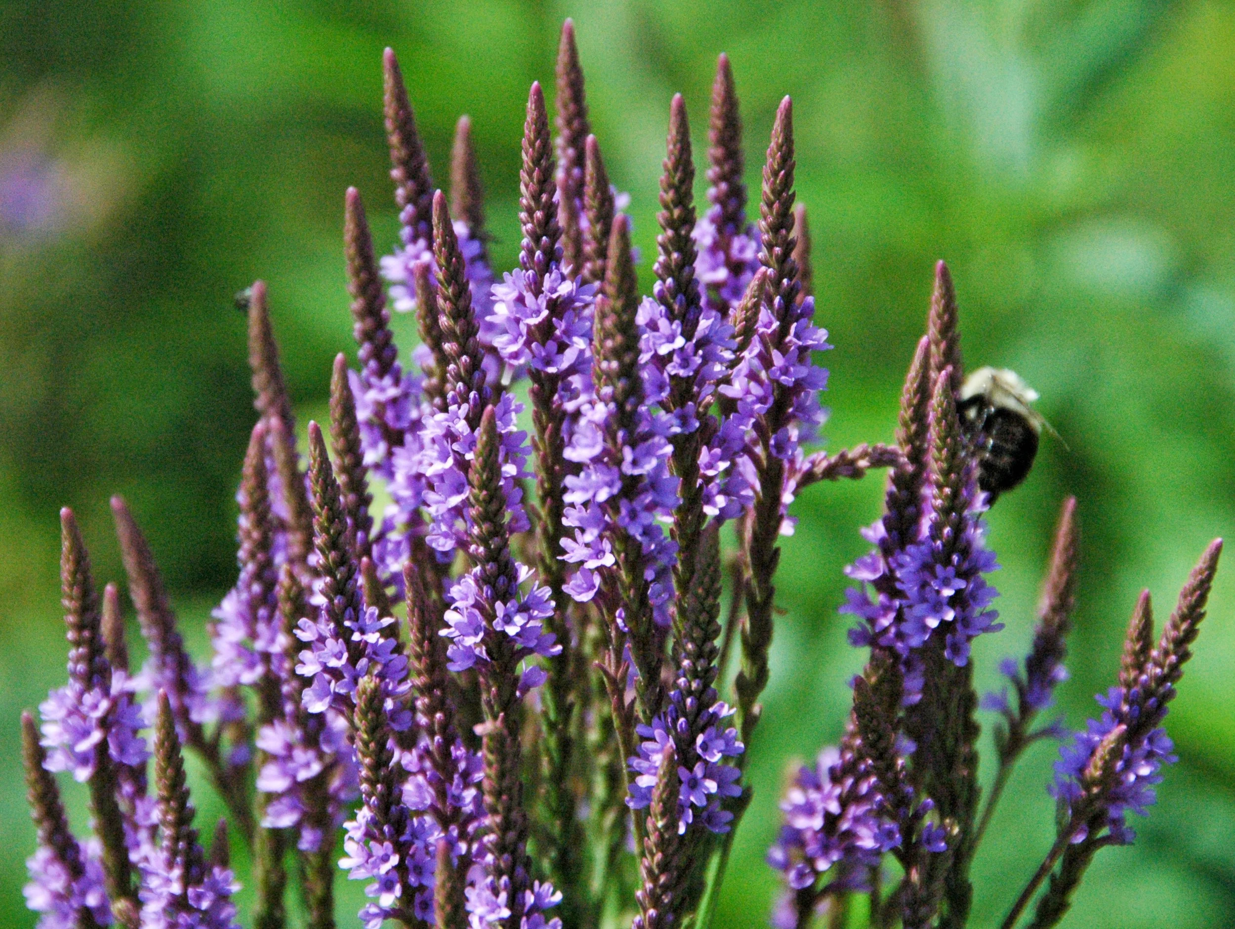 James St. John, CC BY 2.0 <https://creativecommons.org/licenses/by/2.0>, via Wikimedia Commons.jpg