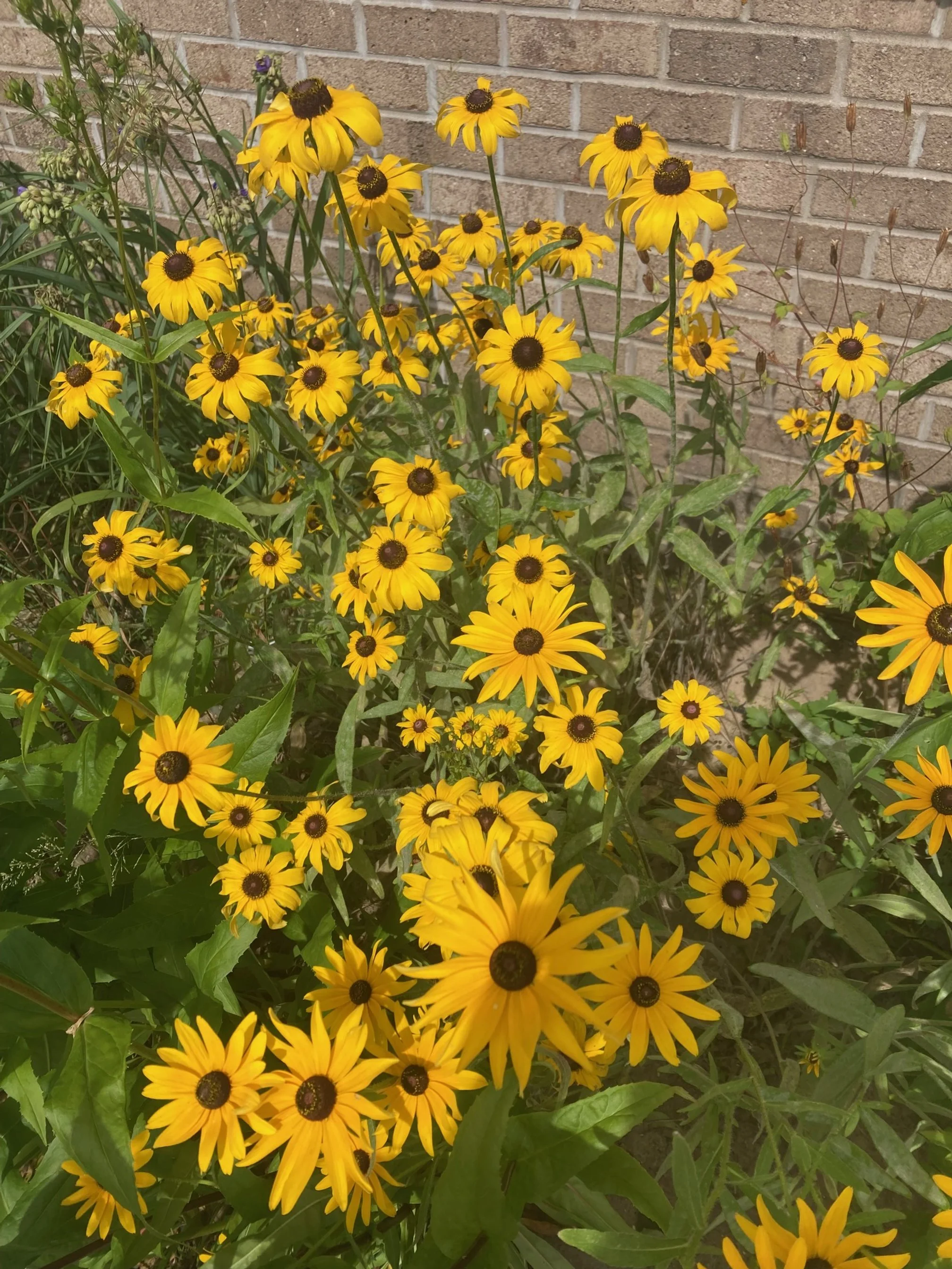Black-Eyed Susan 1.jpg
