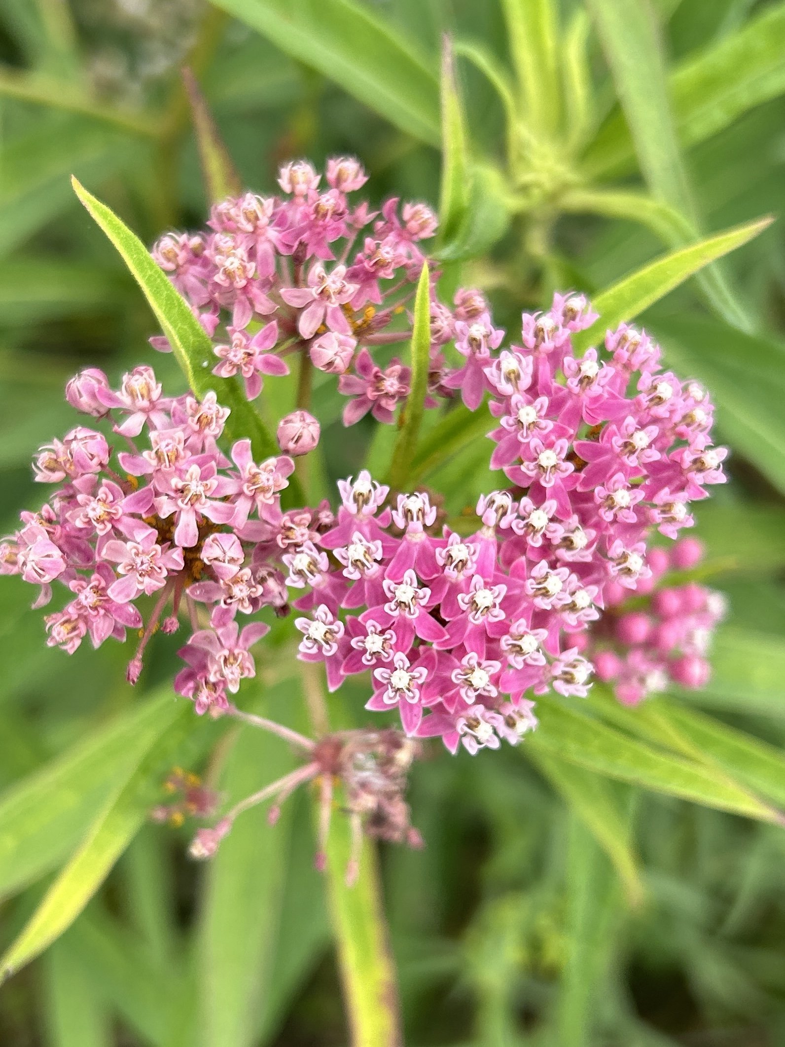 bright pink flowers of rose milkweed