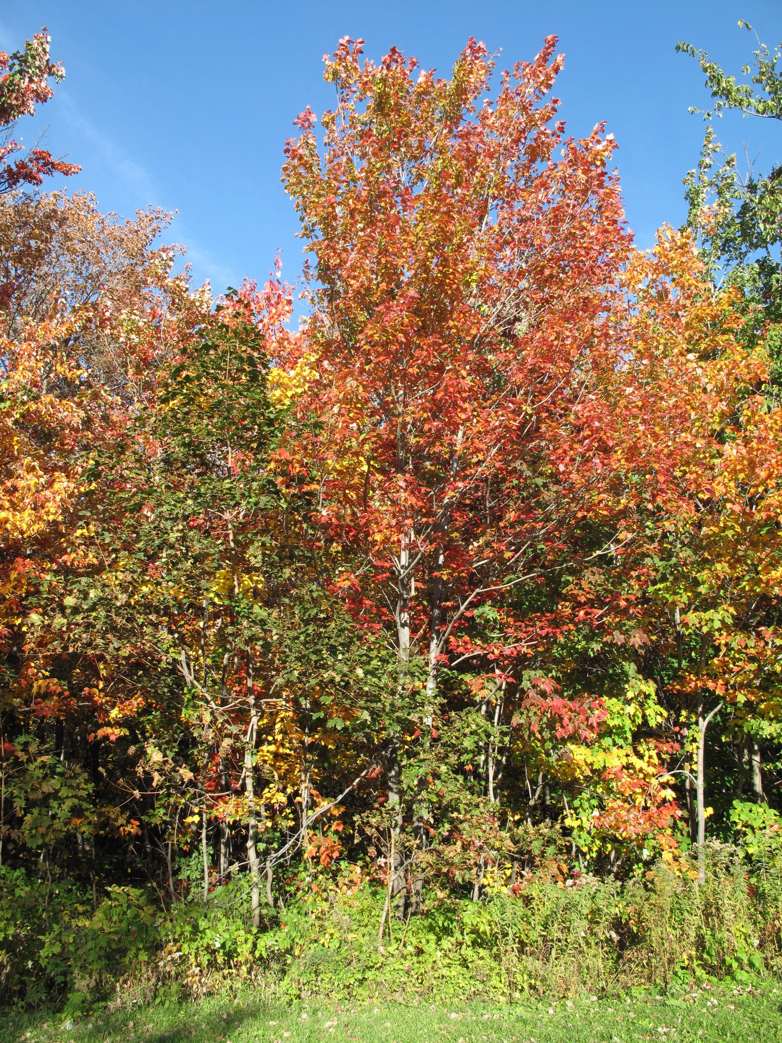 Laval University, CC BY-SA 4.0 <https://creativecommons.org/licenses/by-sa/4.0>, via Wikimedia Commons.jpg