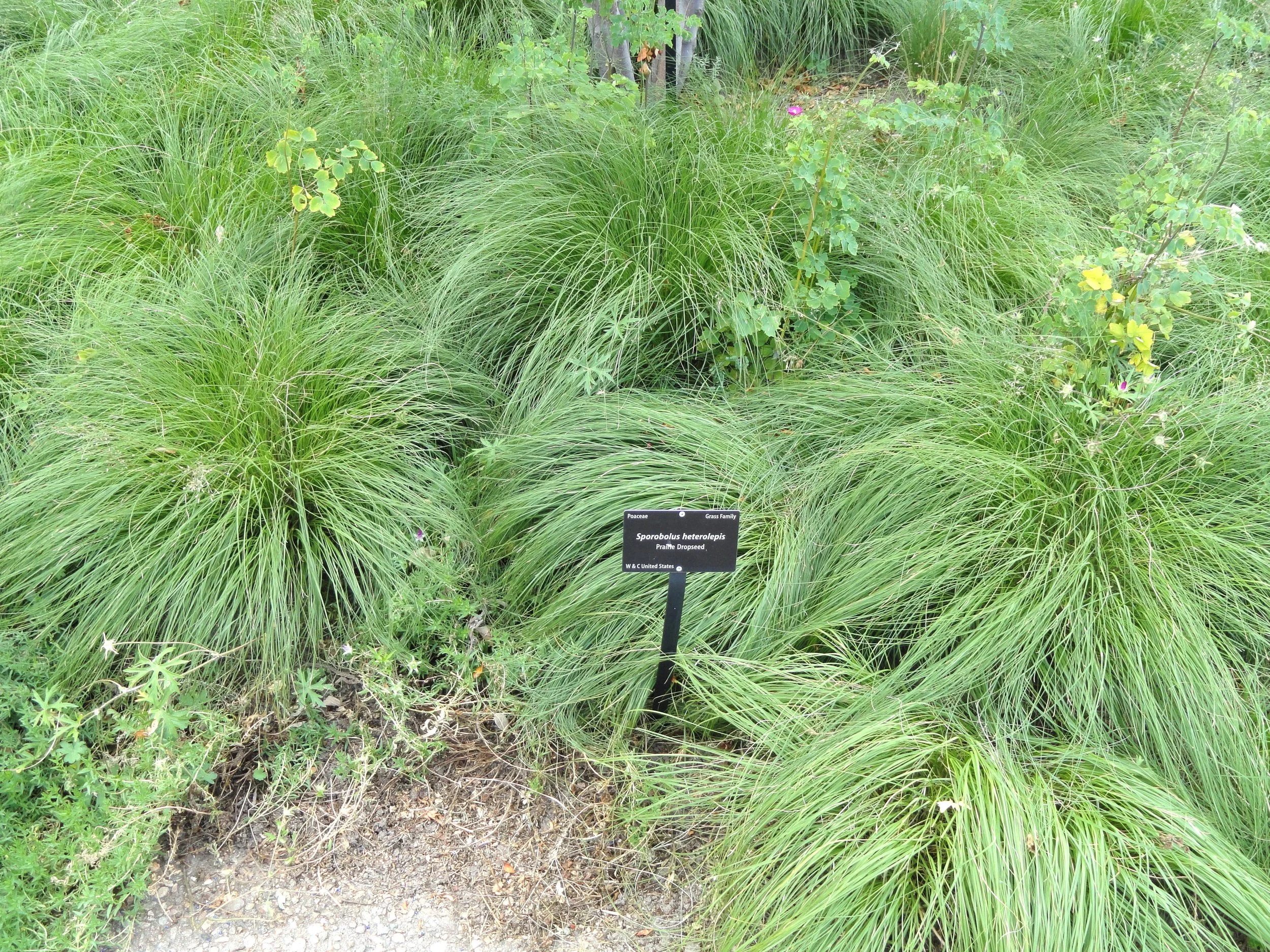 Sporobolus_heterolepis_-_Denver_Botanic_Gardens_-_DSC00886.jpg
