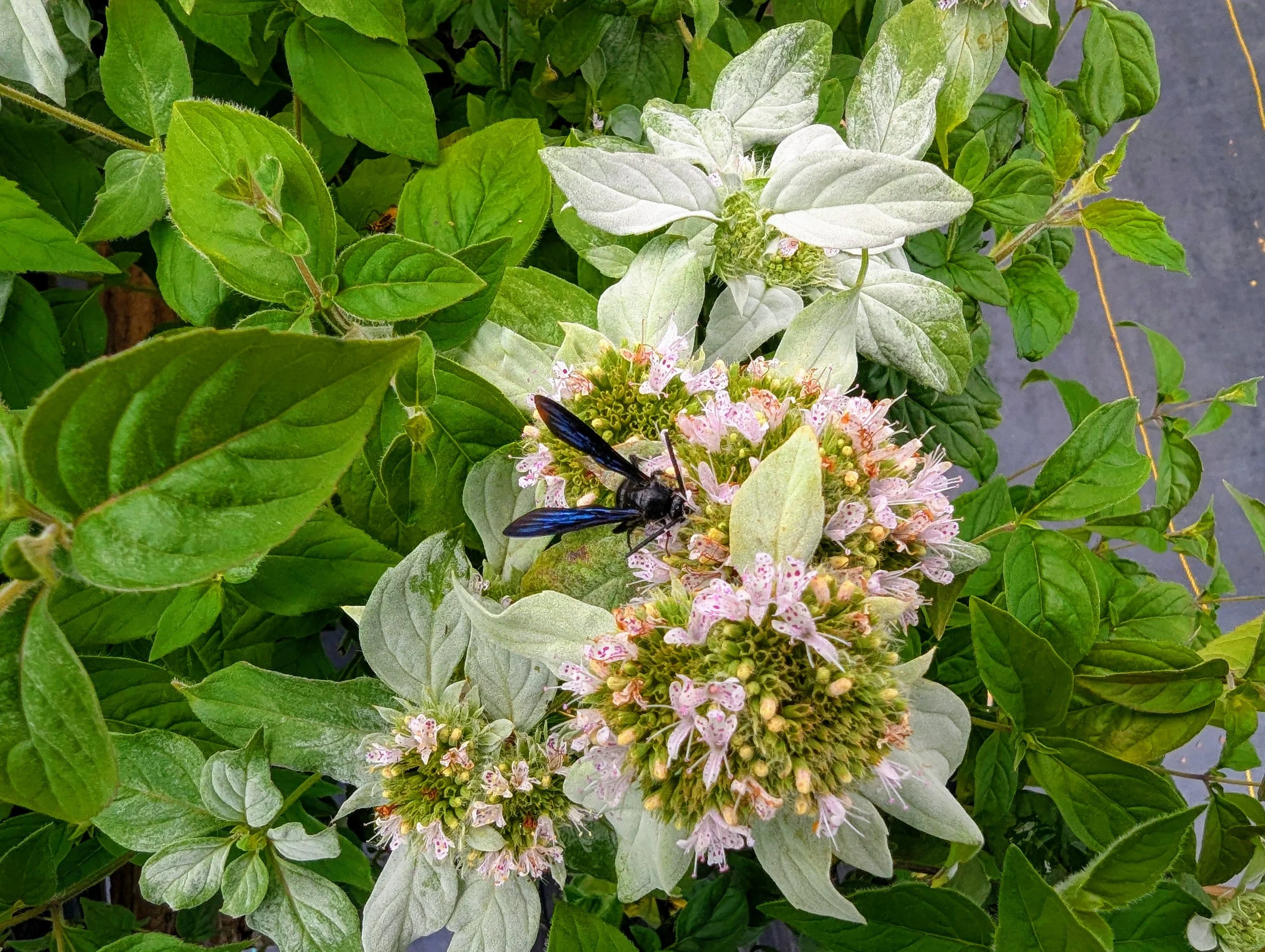 Wasp_on_Mountain_Mint_(Pycnanthemum).jpg