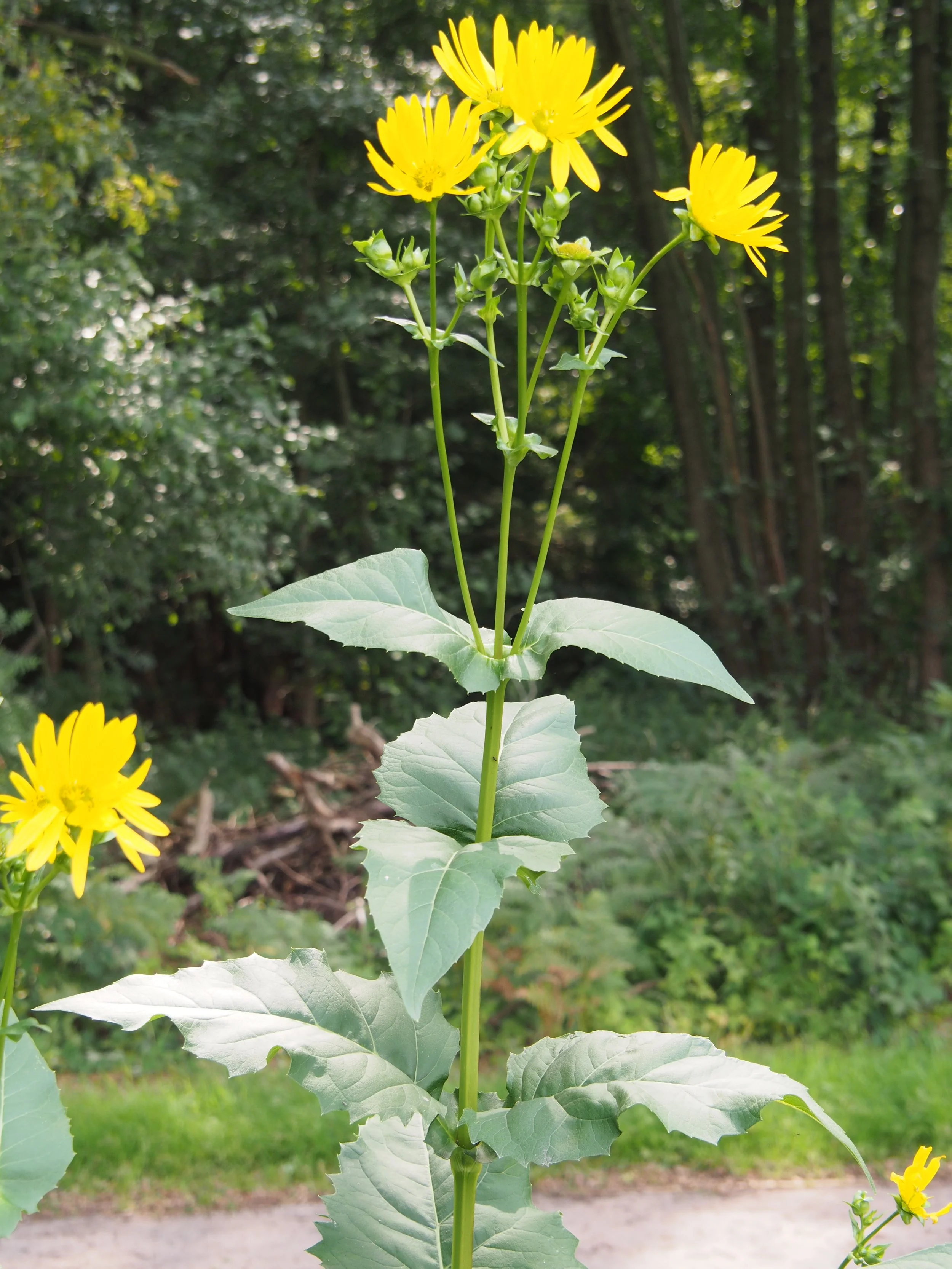 Durchwachsene_Silphie_(Silphium_perfoliatum)_Aug13@06.jpg