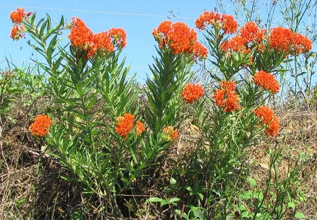 Asclepias_tuberosa-roadside.jpg