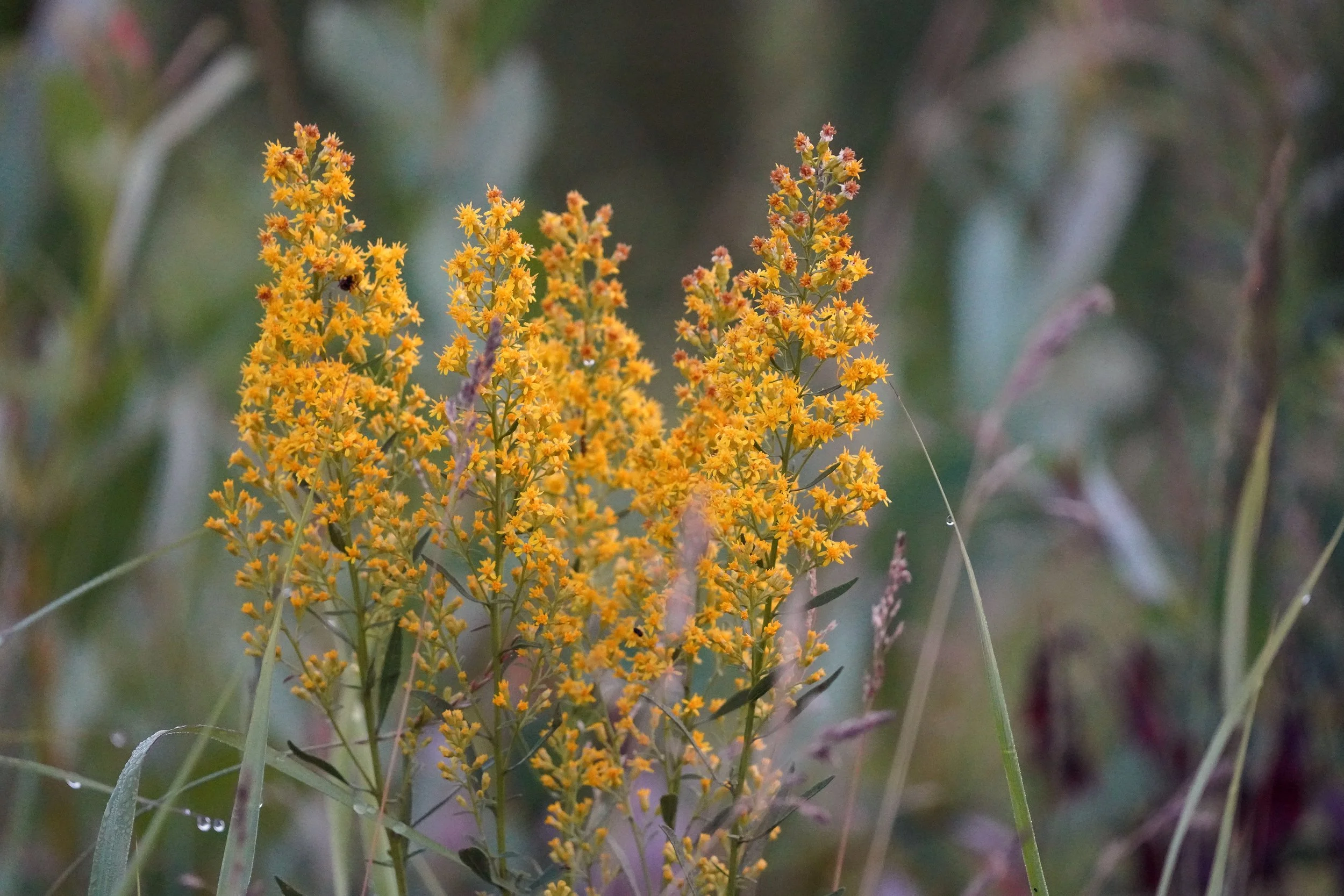 Showy_goldenrod_(53076030068).jpg