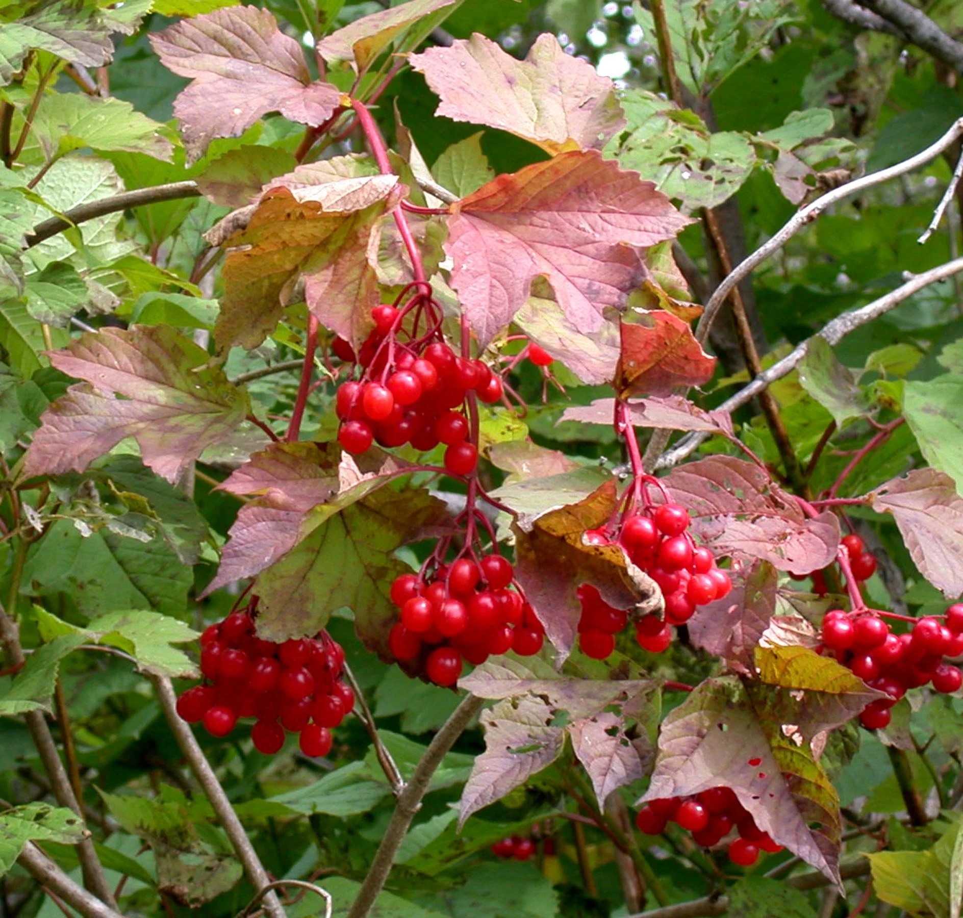 Highbush Cranberry (Viburnum trilobum)
