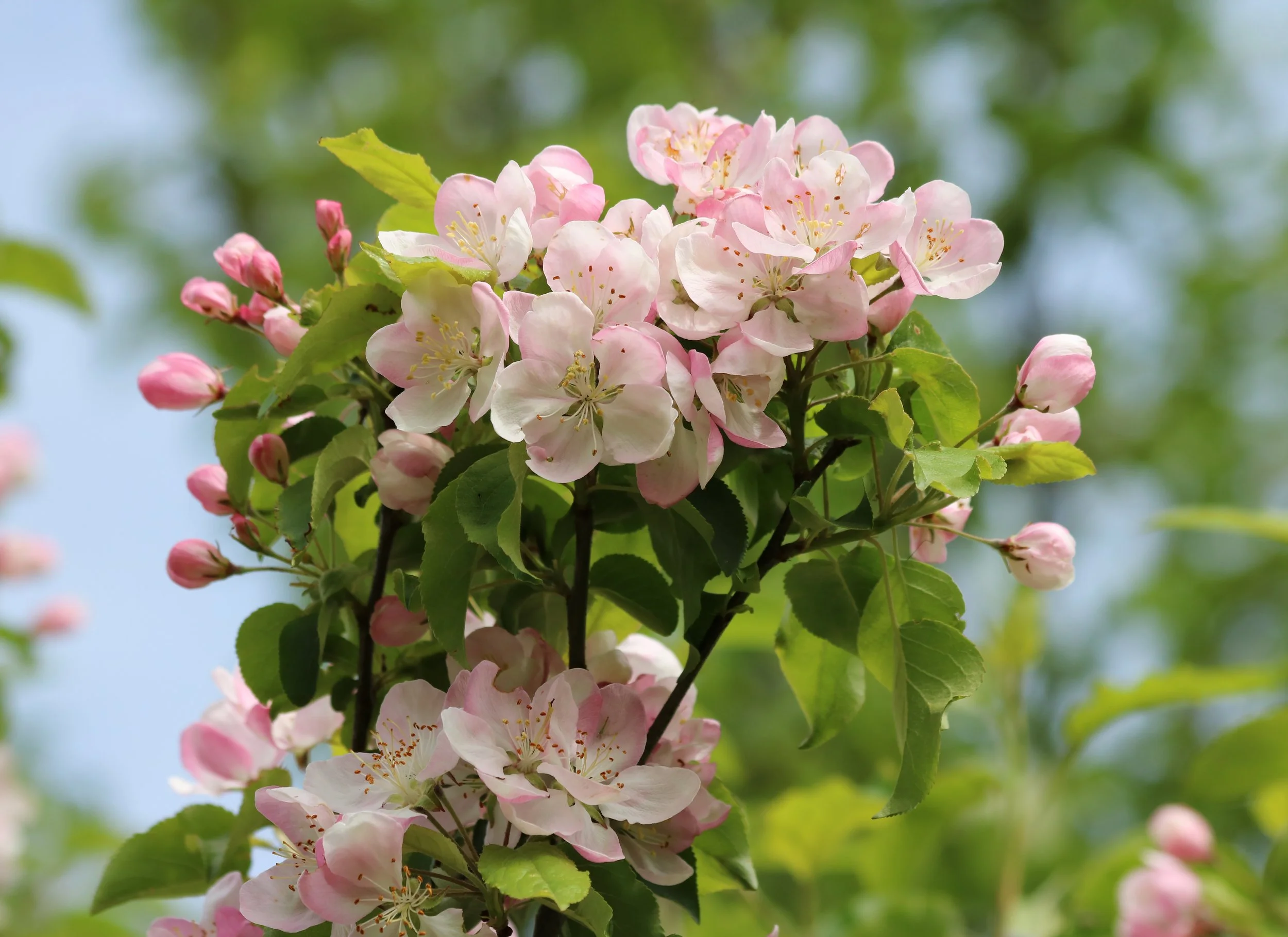 Apple-tree_blossoms_2017_G3.jpg