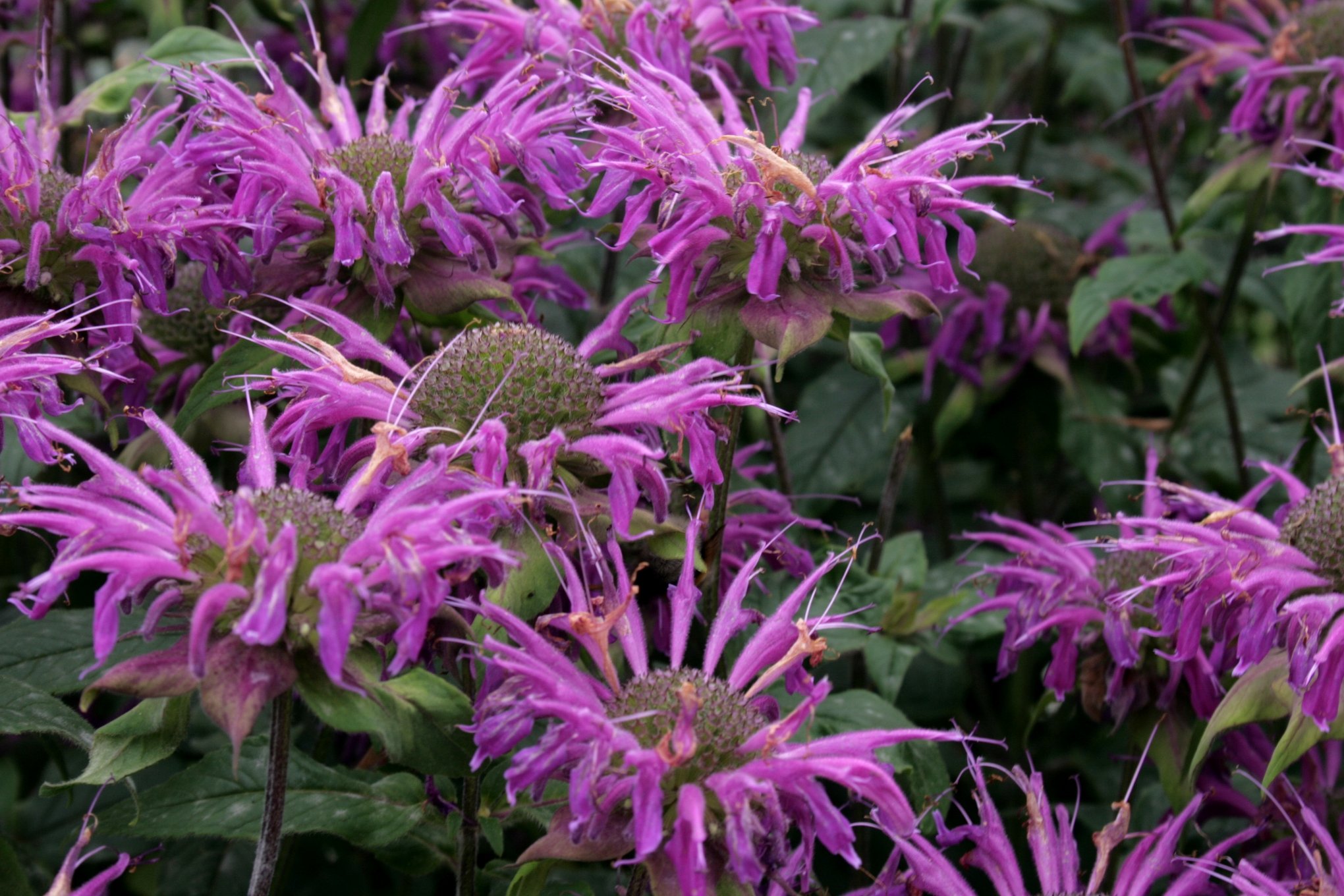up close image of purple bee balm